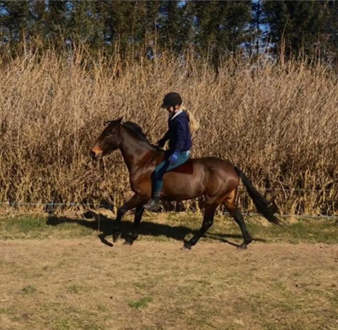 Tilridning videreuddannelse