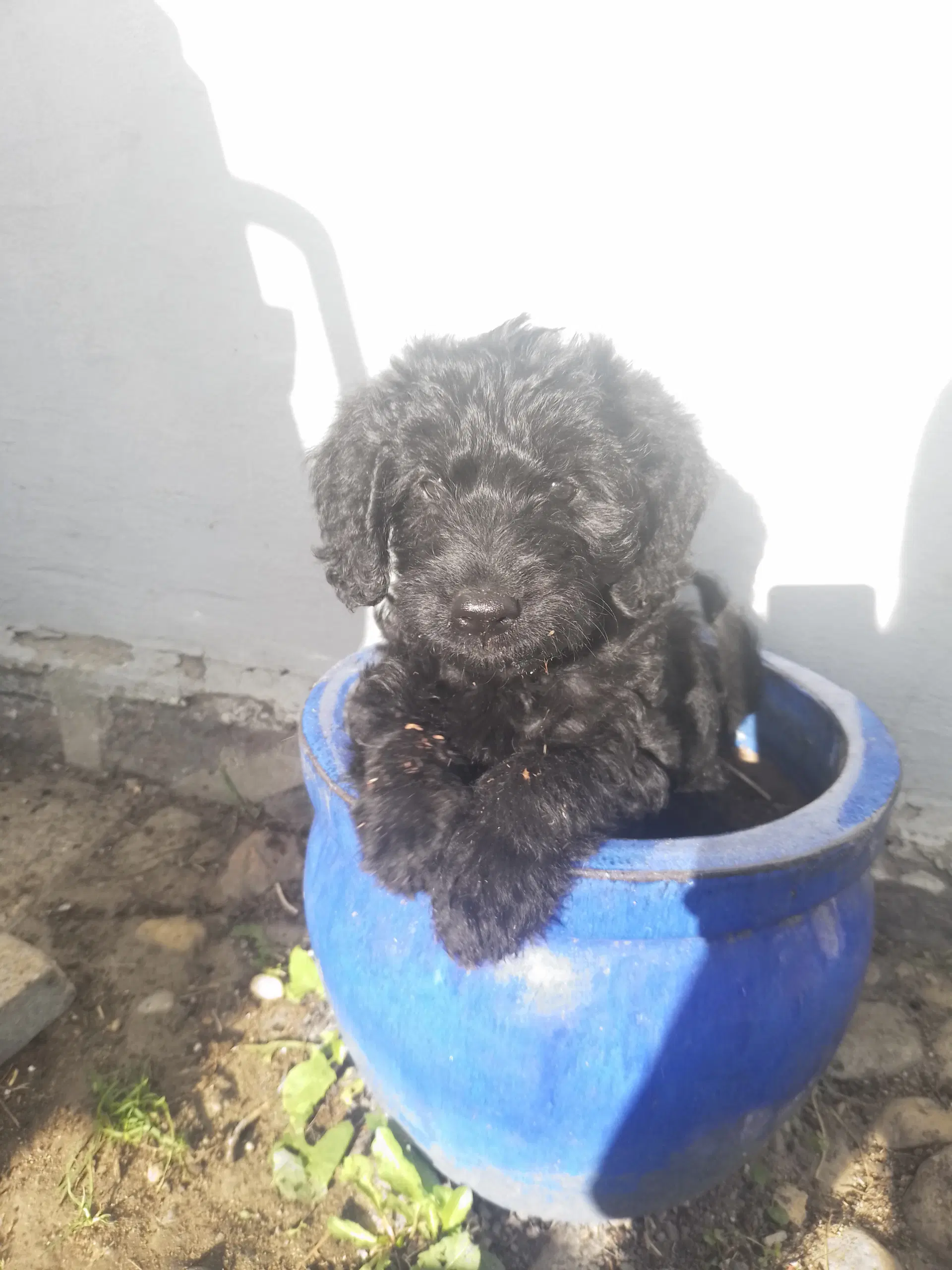 Labradoodle hvalpe