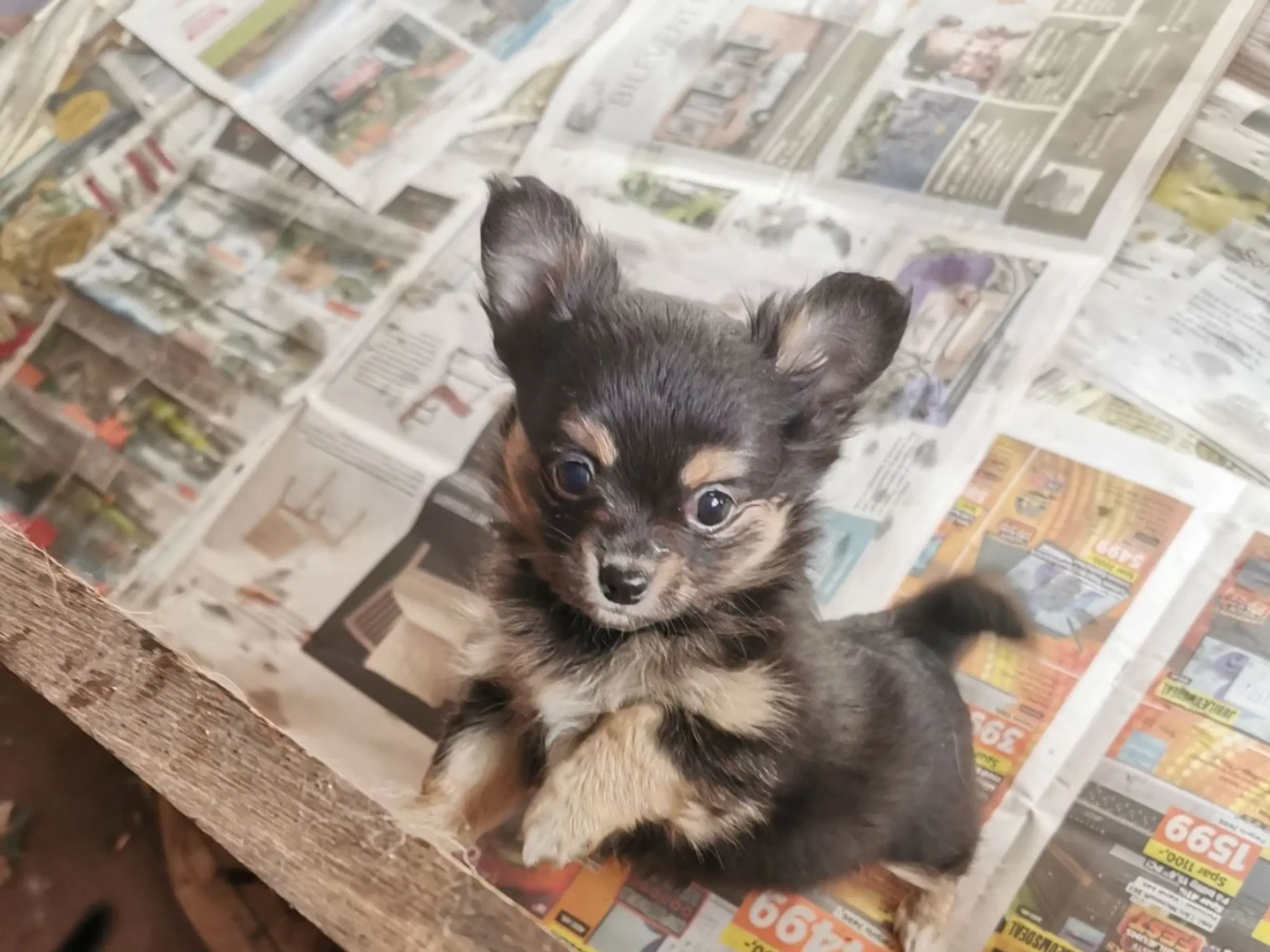 pomeranian og chihuahua blanding