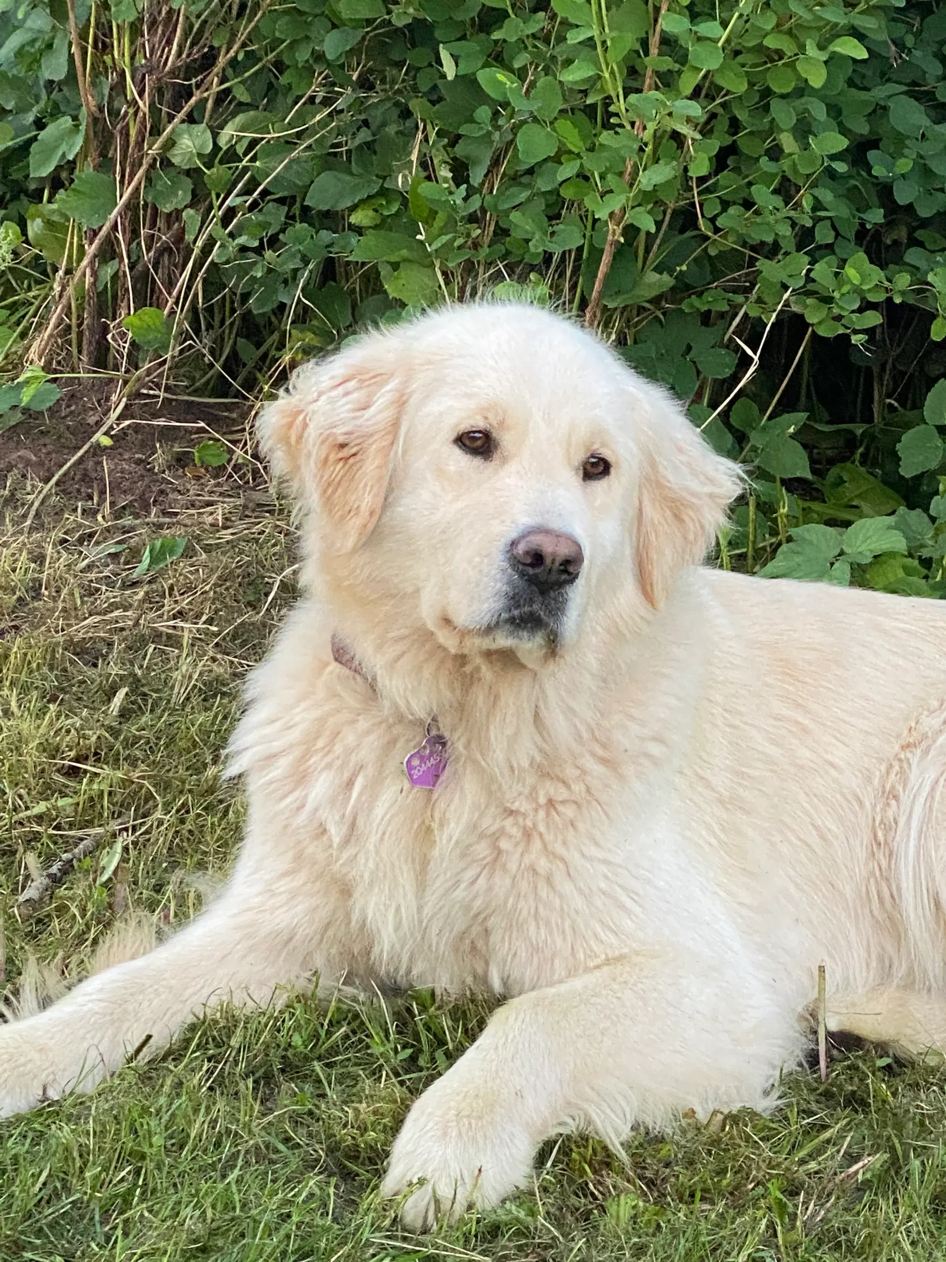 Goldendoodle - Golden doodle