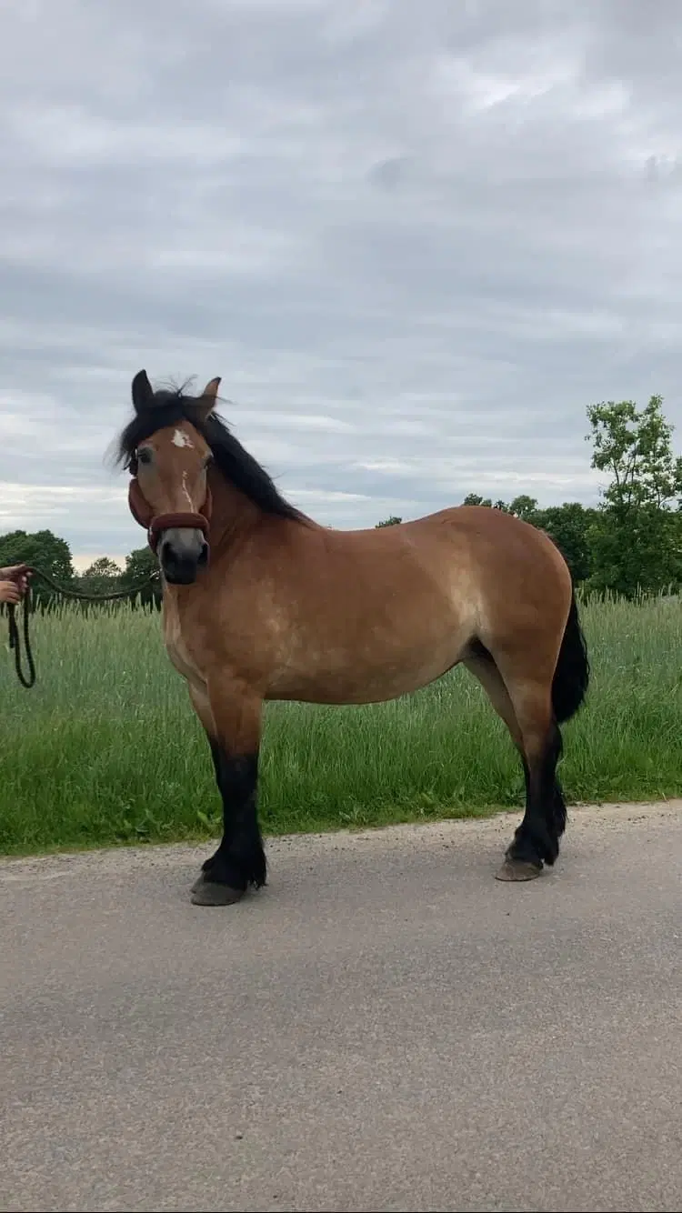 Skøn konehest eller handicapemne