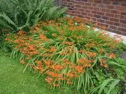 Montbretia