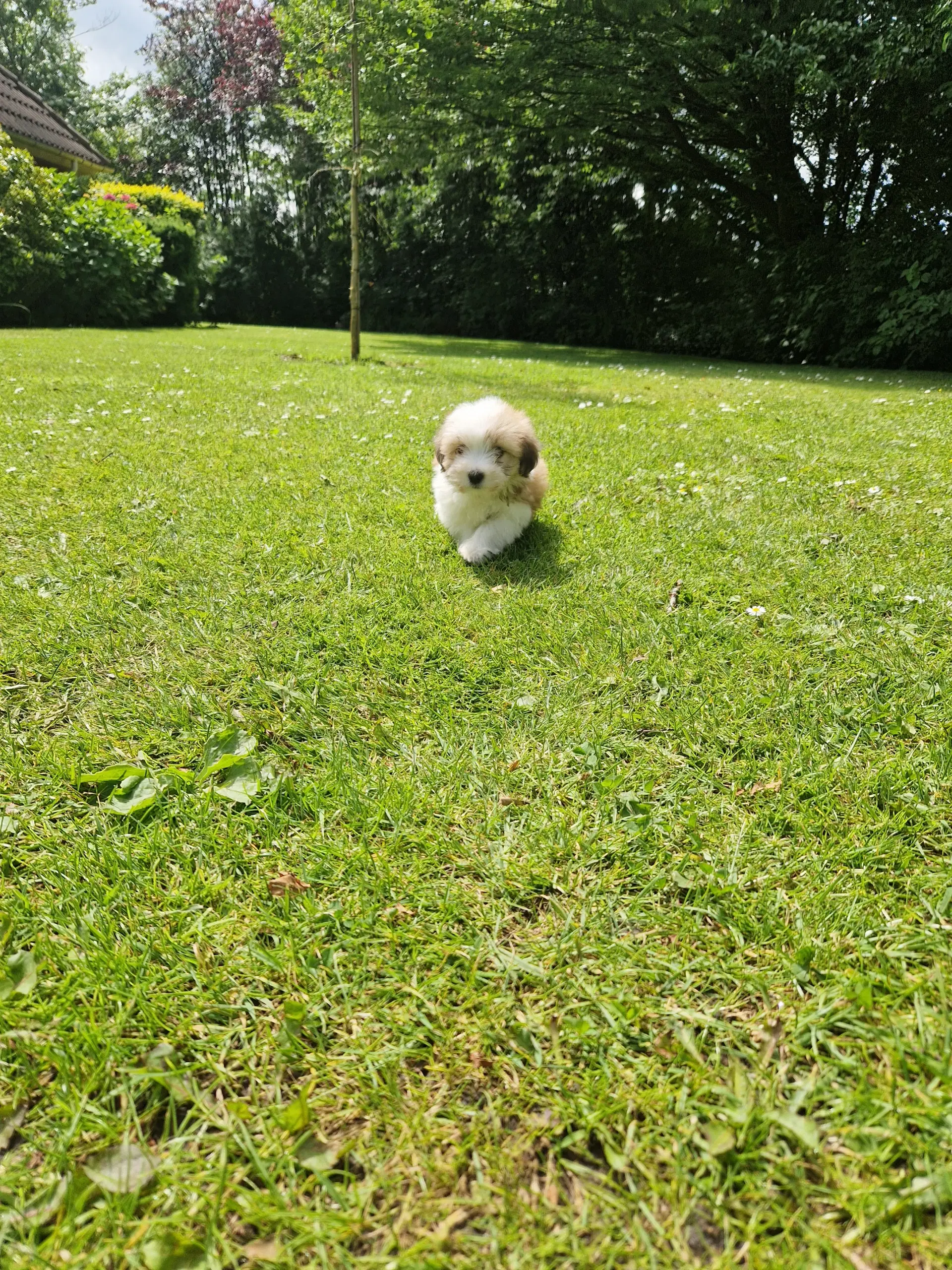 Coton de tulear