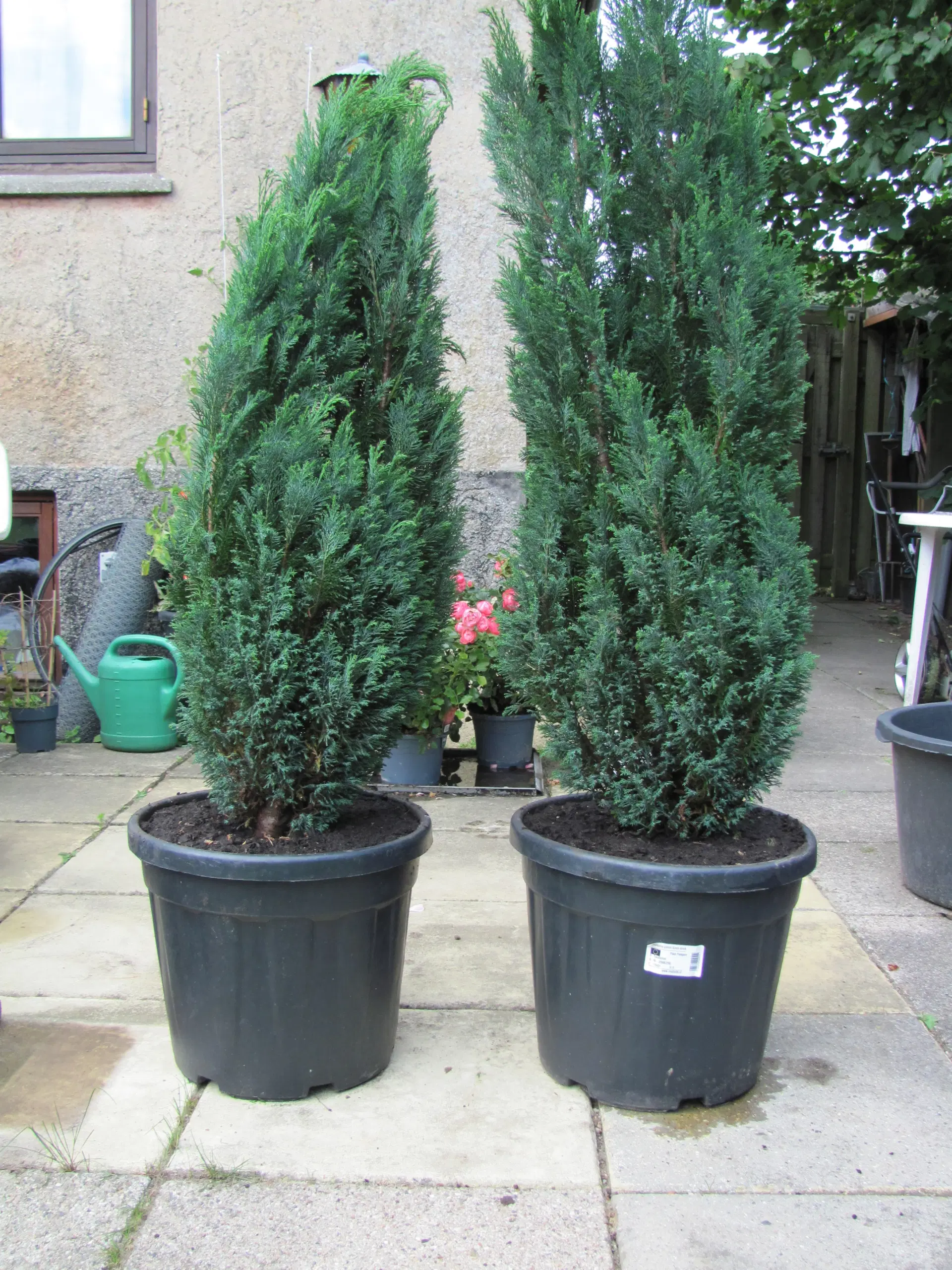 Thuja