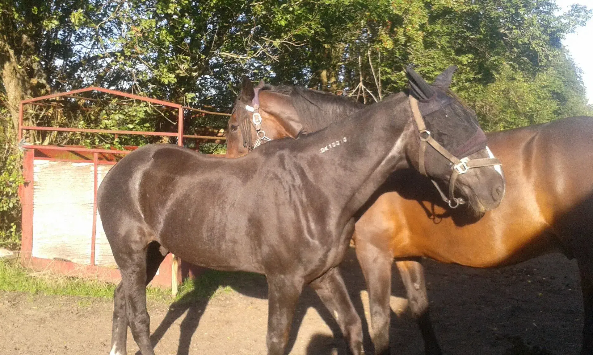 Hest købes/lånes