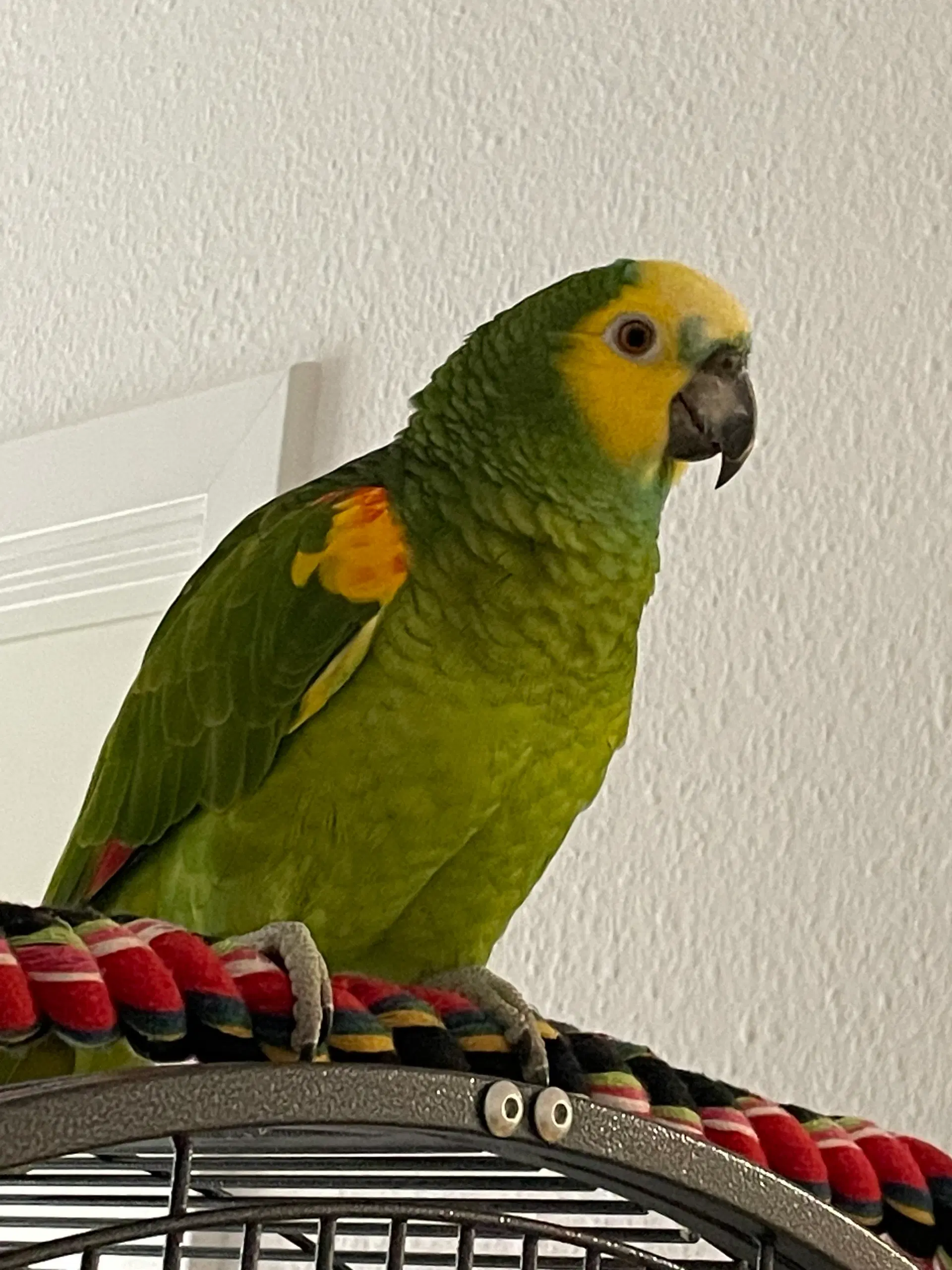 Blåpandet amazone papegøje