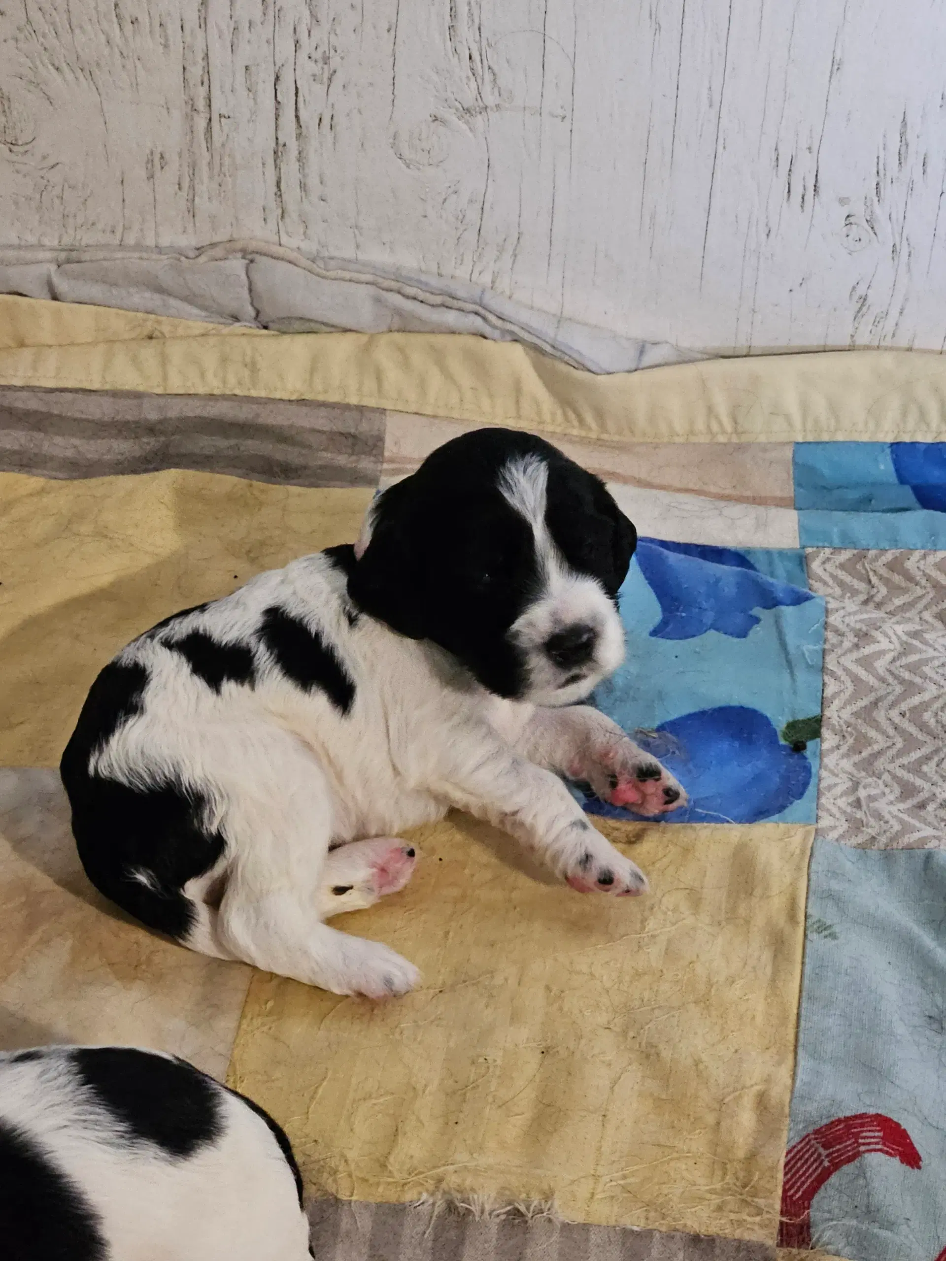 Engelsk Springer spaniel hvalpe