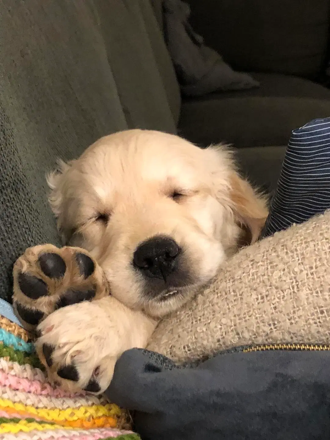 Golden Retriever Hvalpe