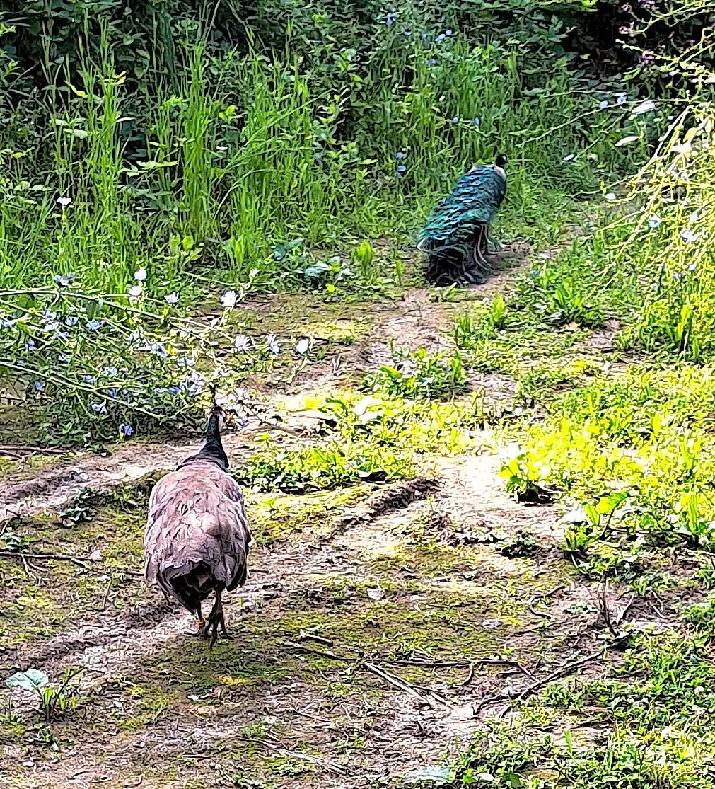 Påfugle avlspar 7 år