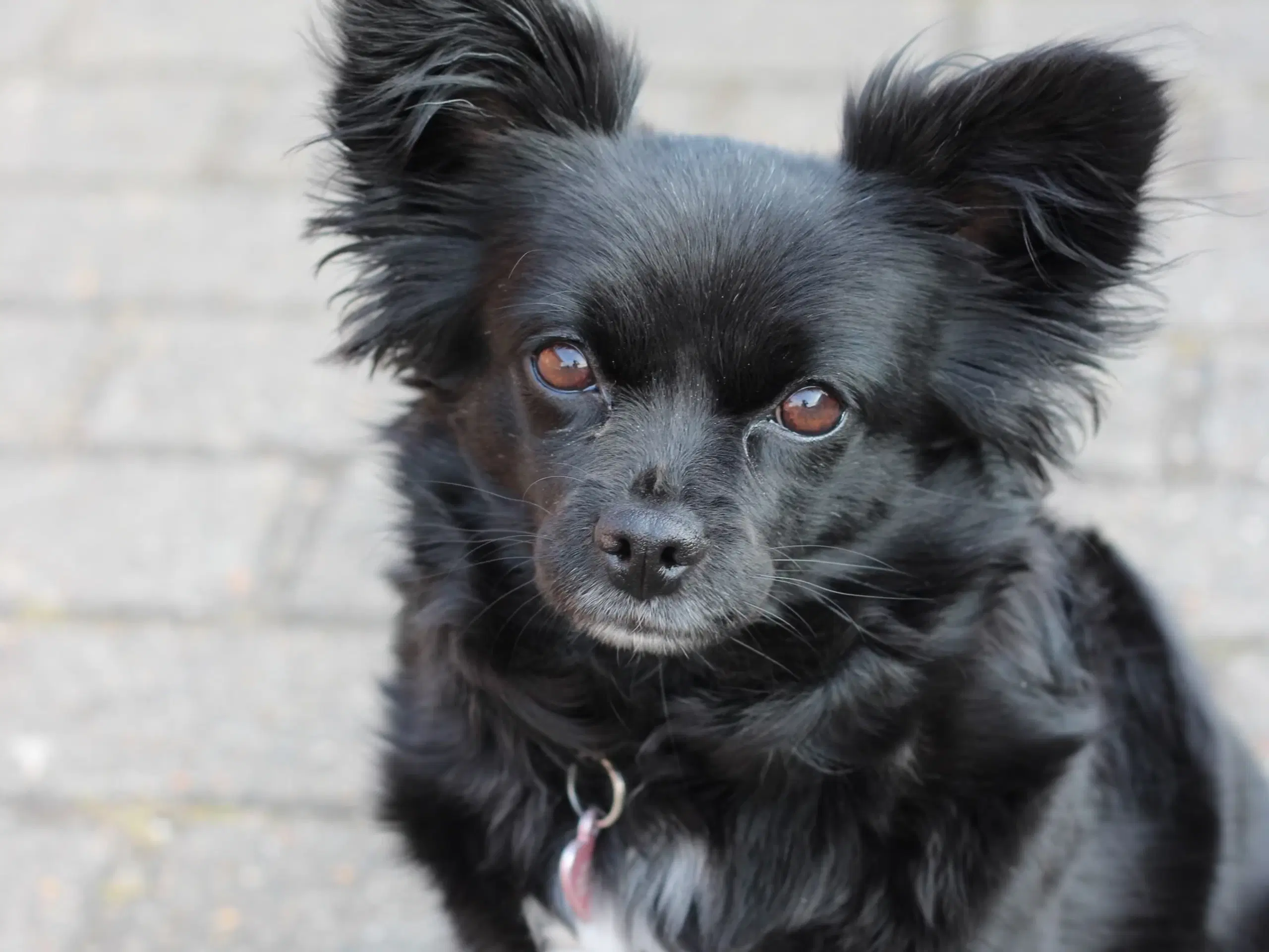 Han hund søges til en skøn 4 årige pavillon