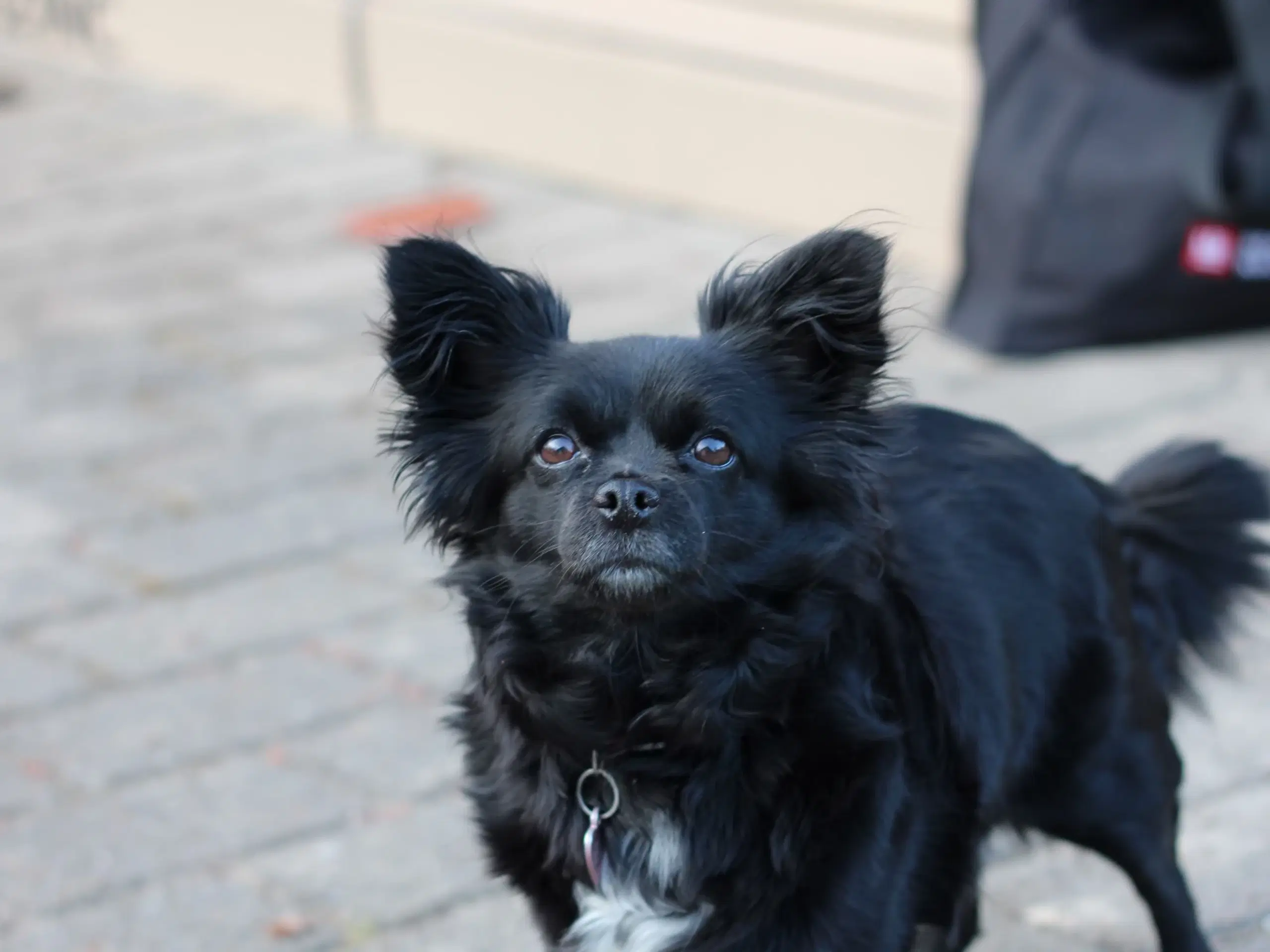 Han hund søges til en skøn 4 årige pavillon