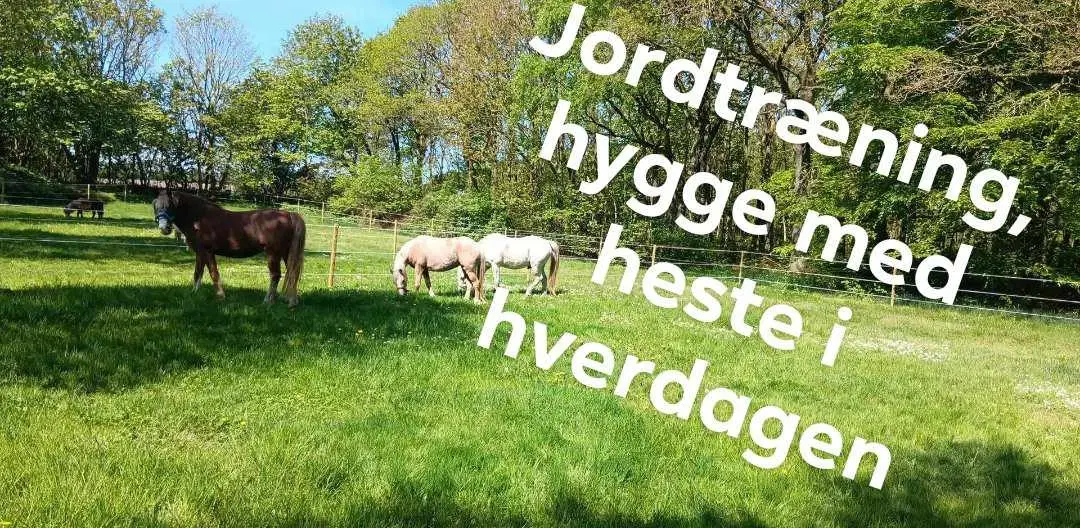 Jordtræning hygge med heste