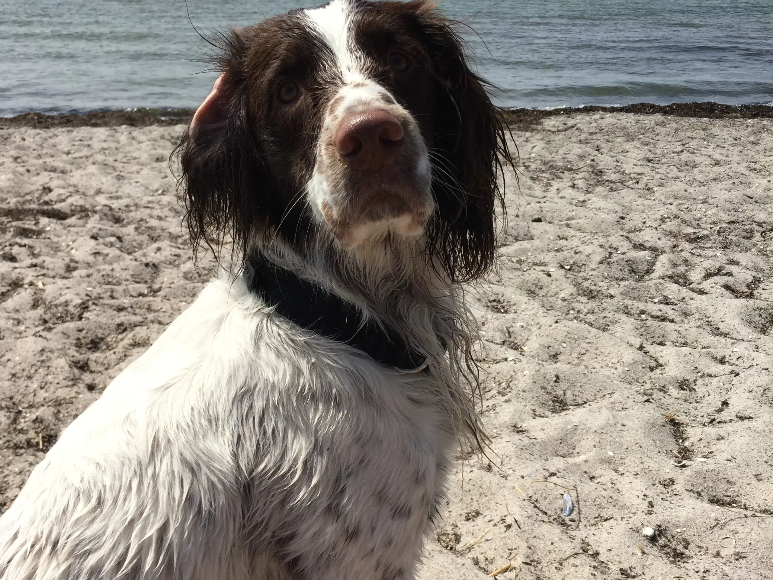 Hanhund til Parring FT springer spaniel