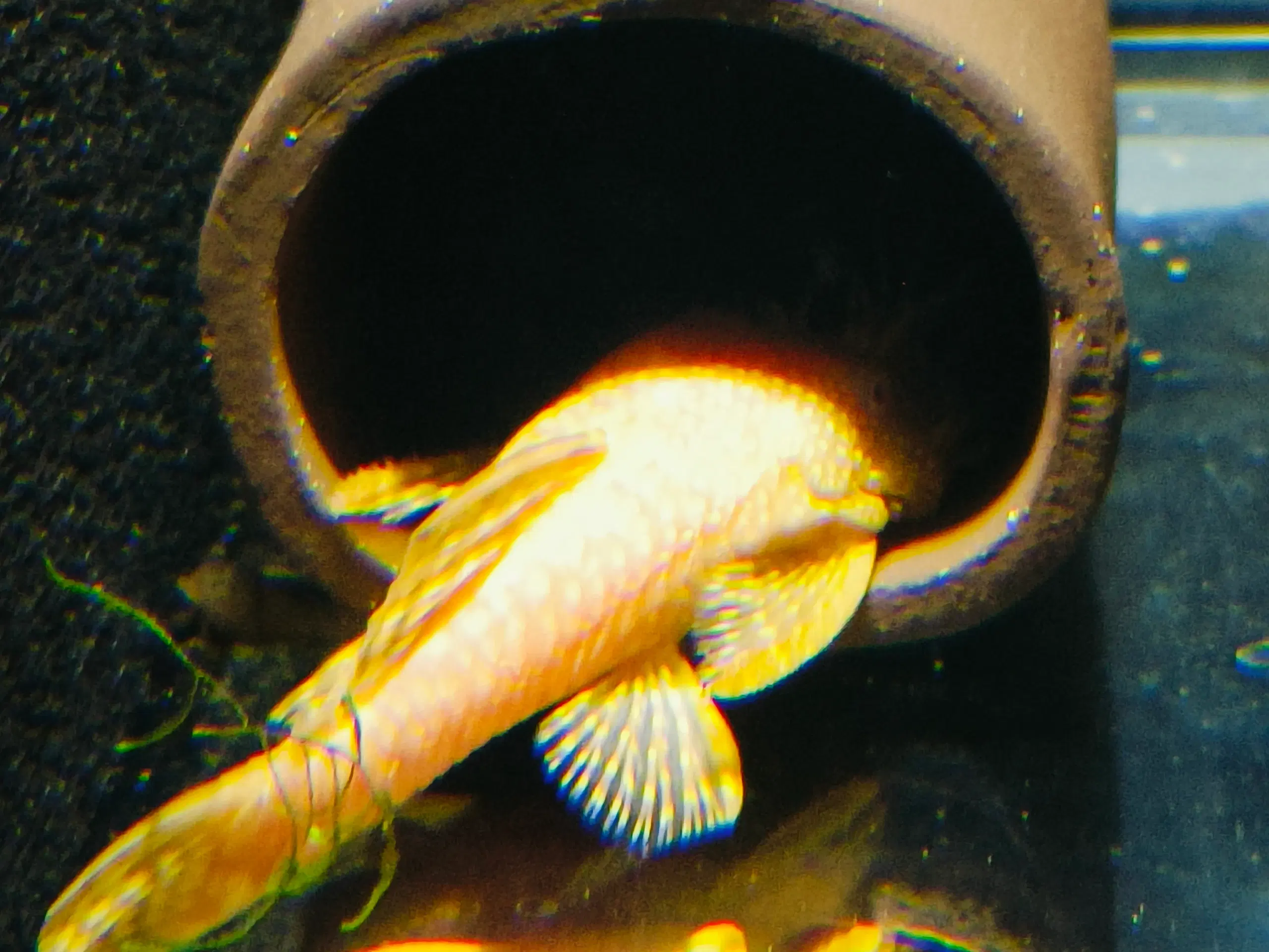 Ancistrus Albino han