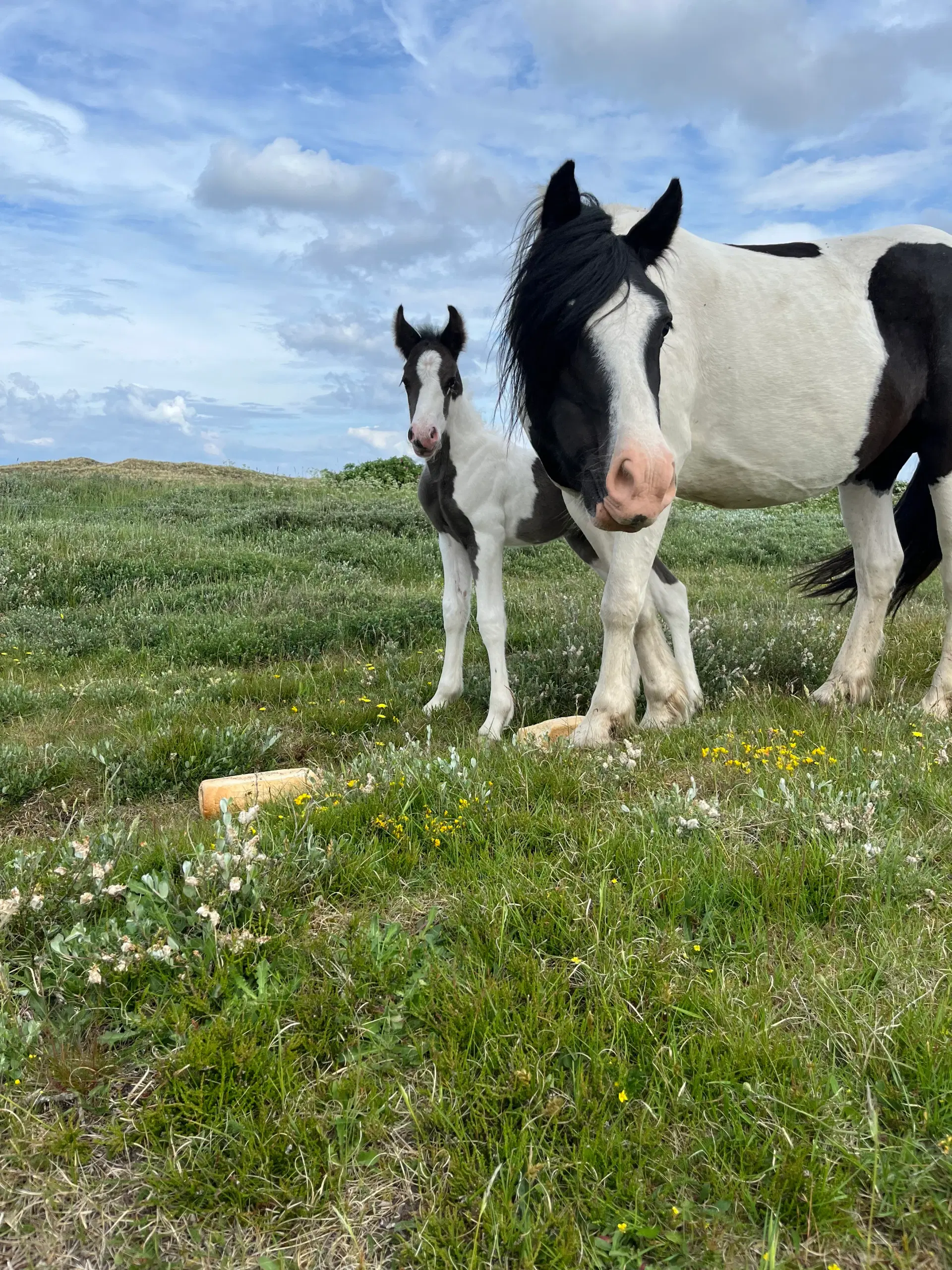 Blandings føl