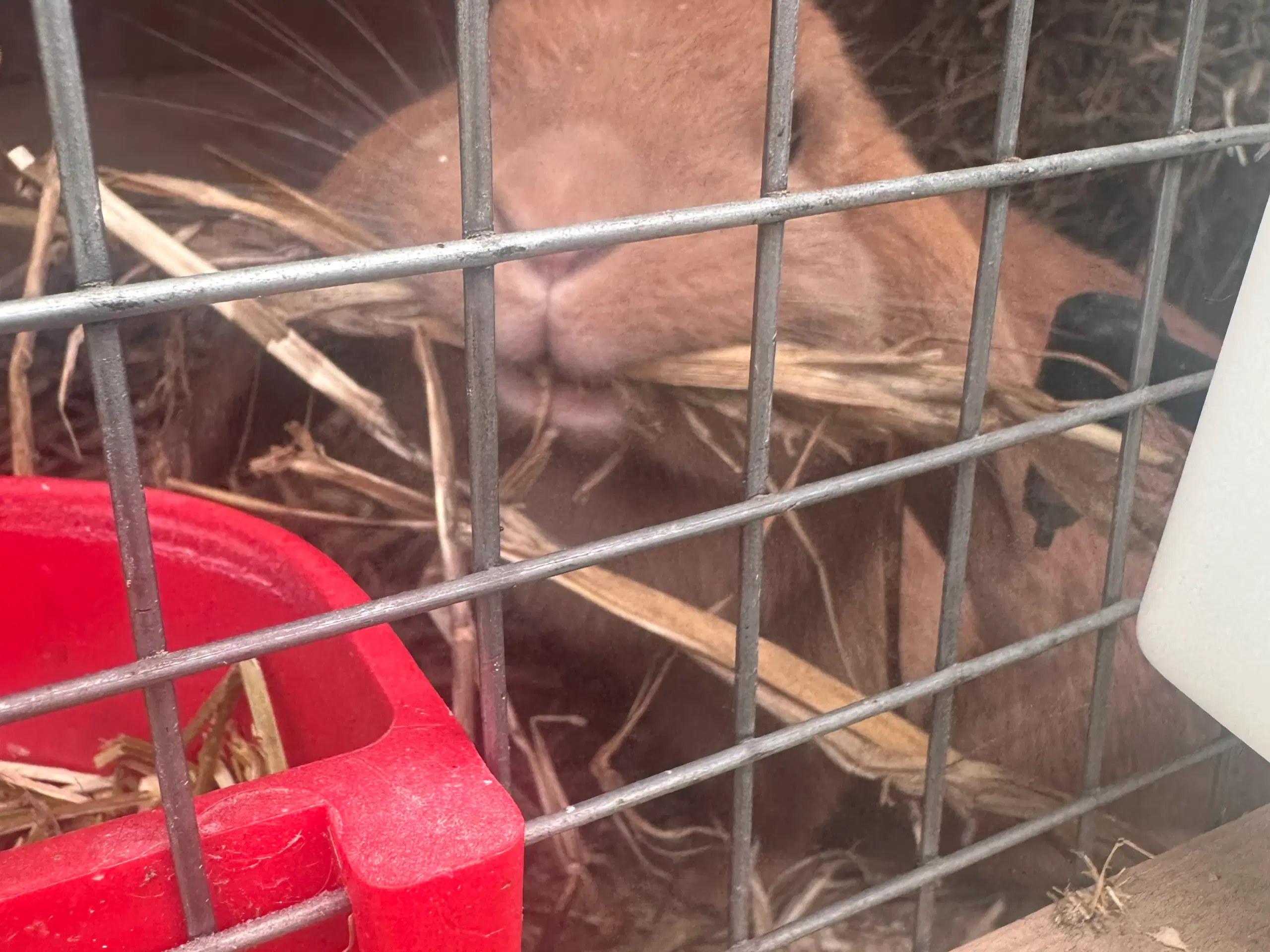 Mini Lop kanin