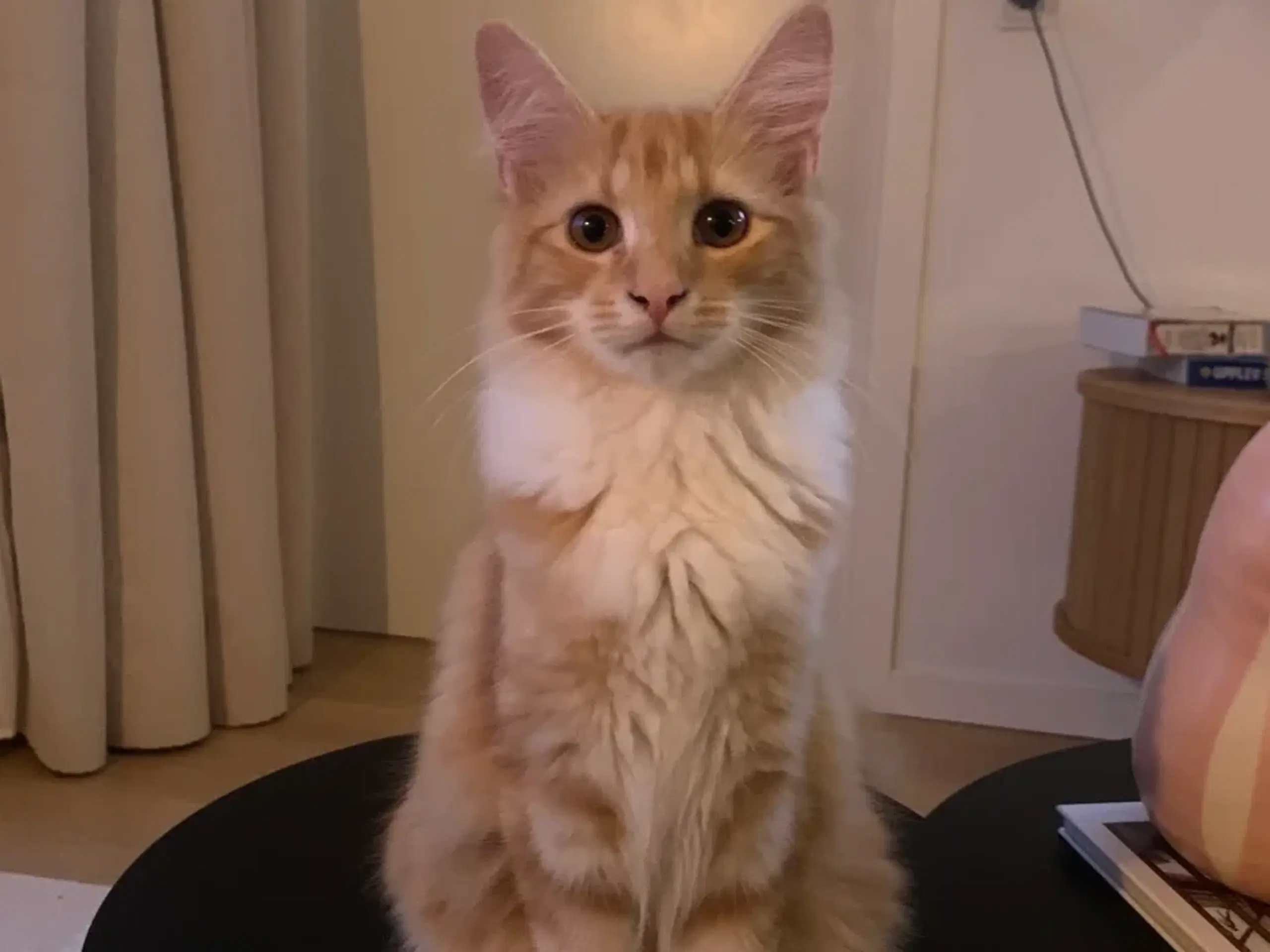 Smuk Maine Coon sælges