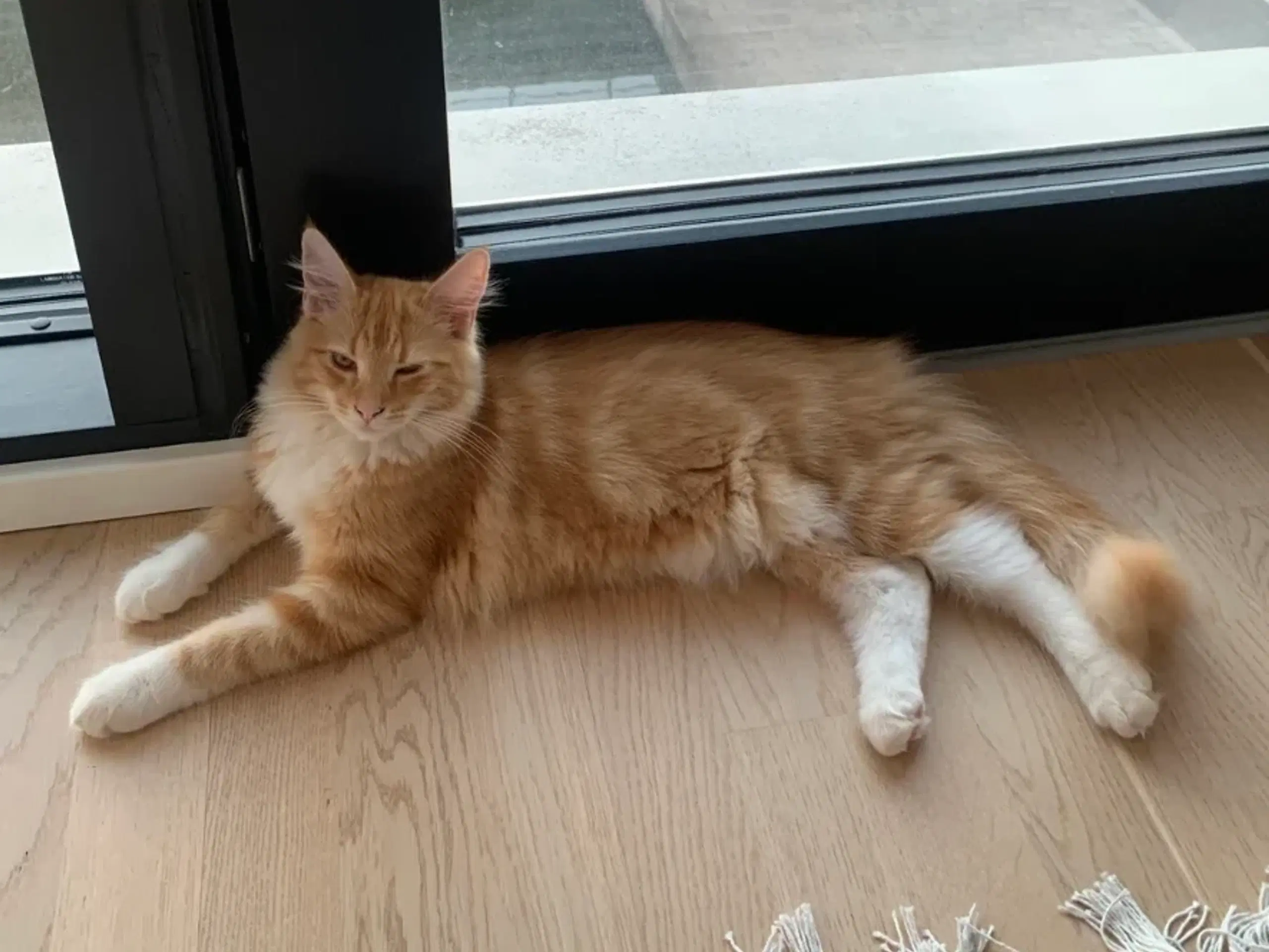 Smuk Maine Coon sælges