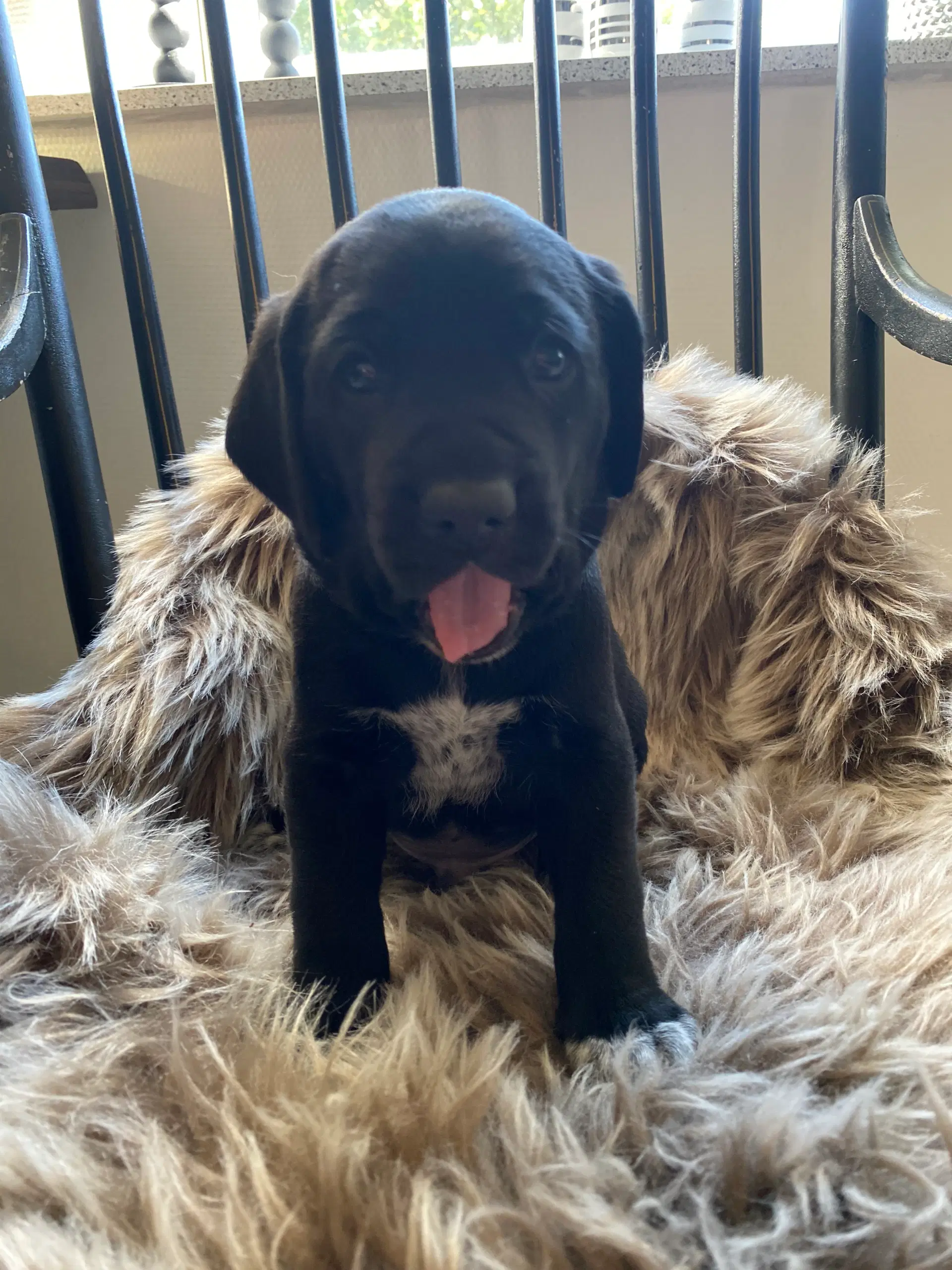 Labrador og hønsehund blanding