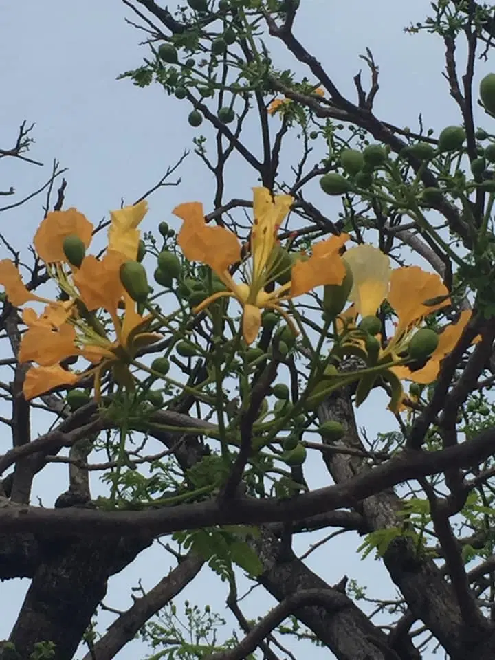 20 Frø Af Delonix Regia Royal (Gul) Meget sjælden