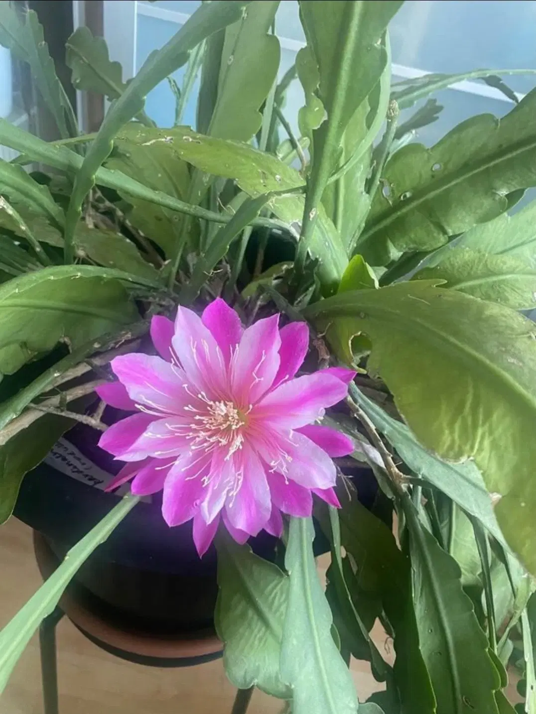 Epiphyllum yallow tang zigzag stilkning m roder