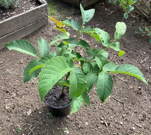 Valnøddetræer - Juglans Regia