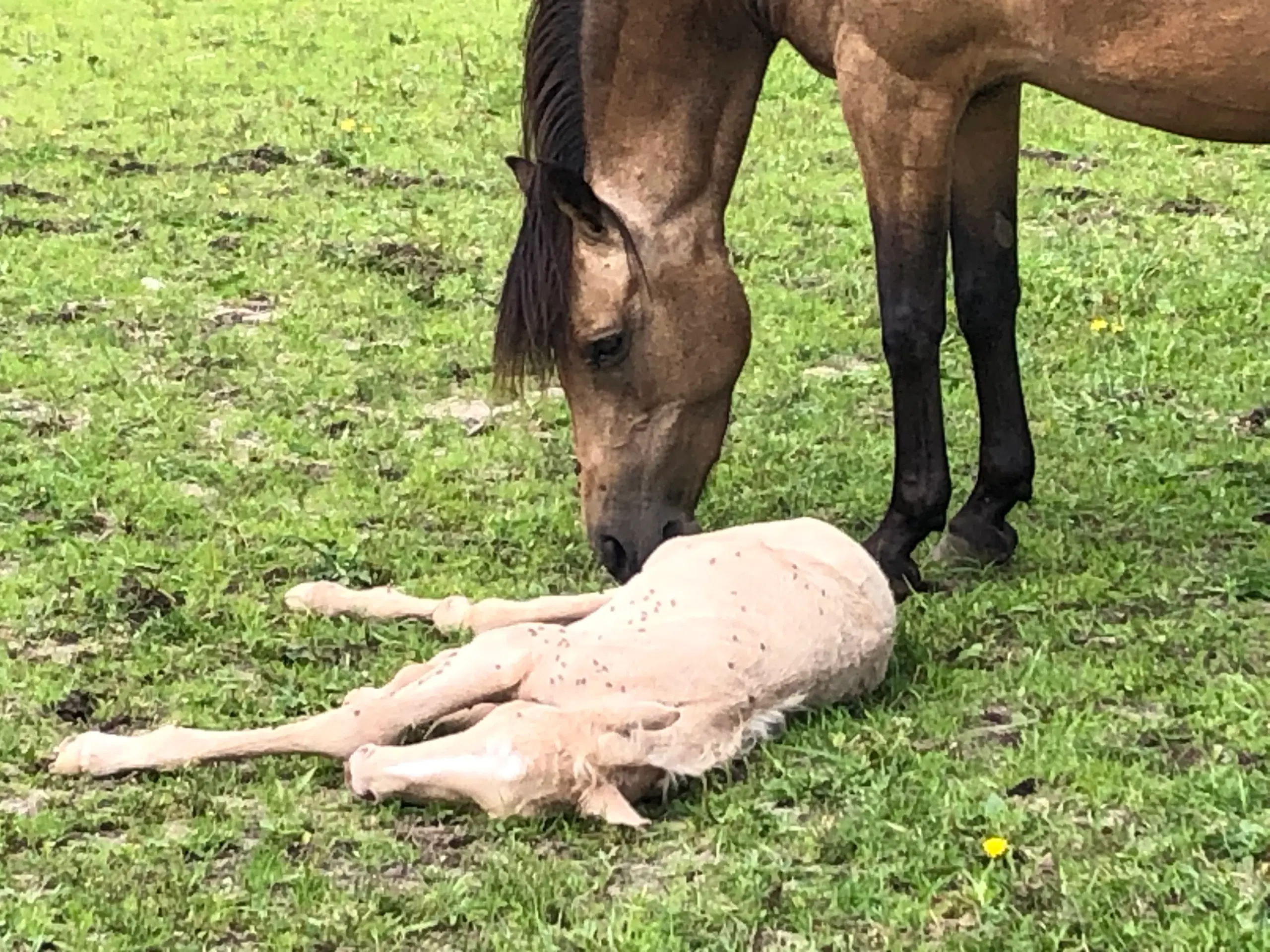 Kat 2 Pony føl / plag