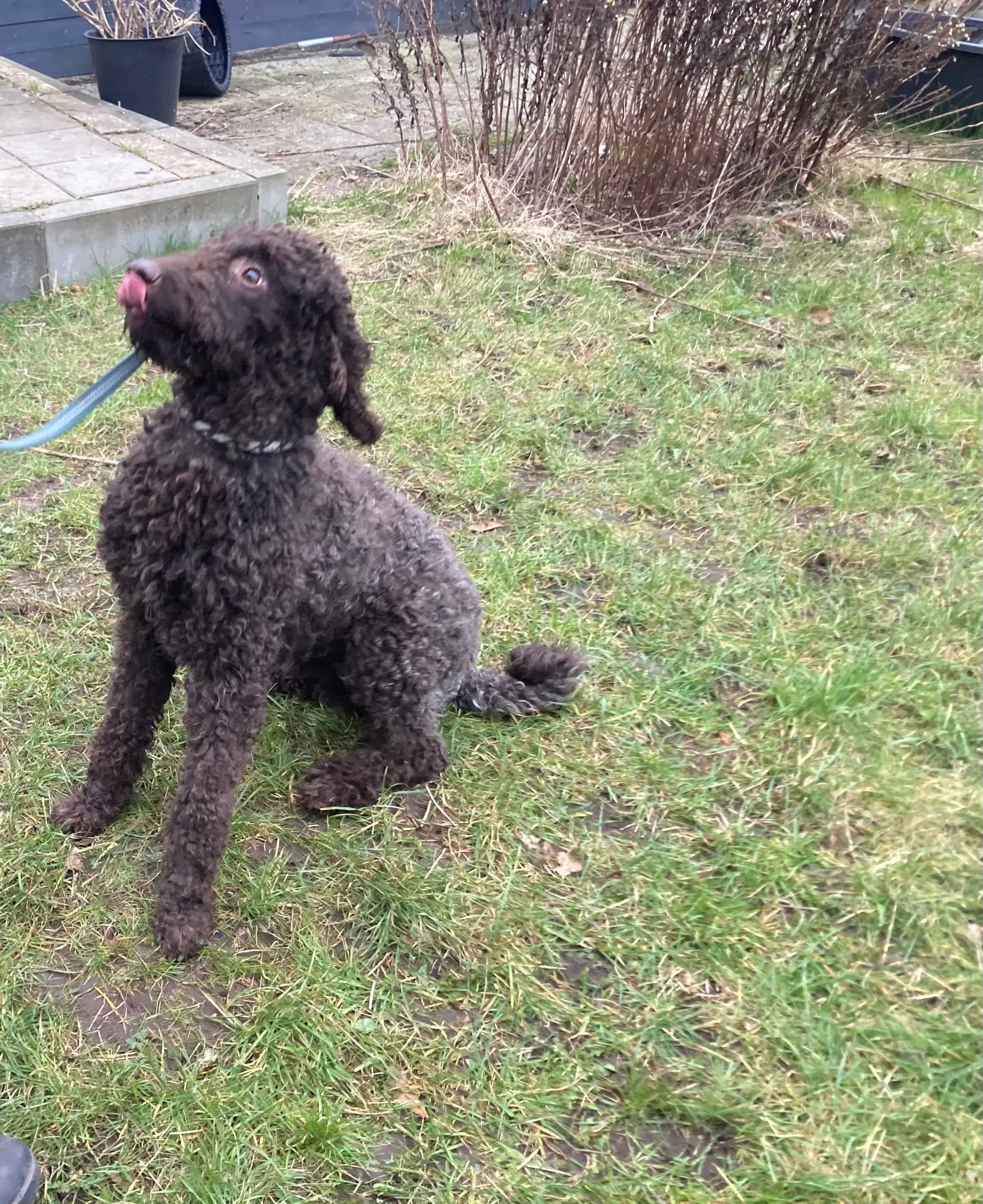 Goldendoodle hvalpe