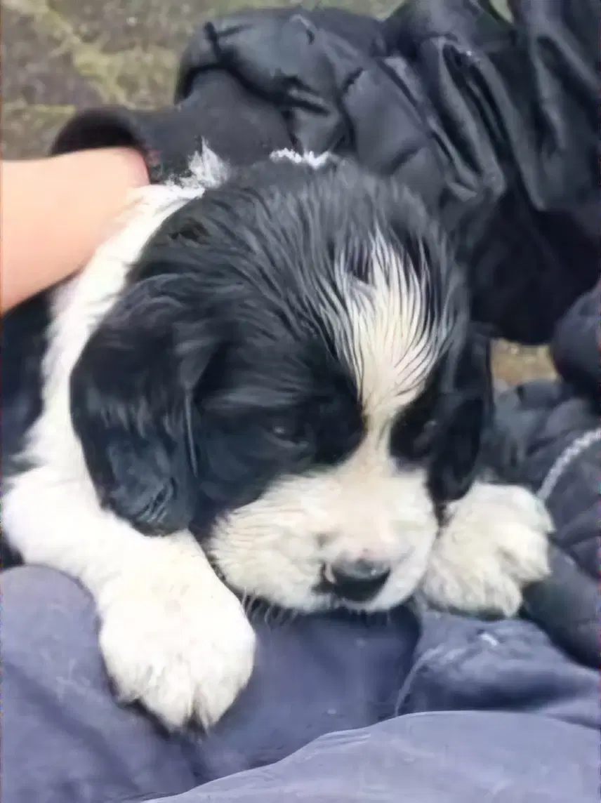 Engelsk springer Spaniel hvalpe