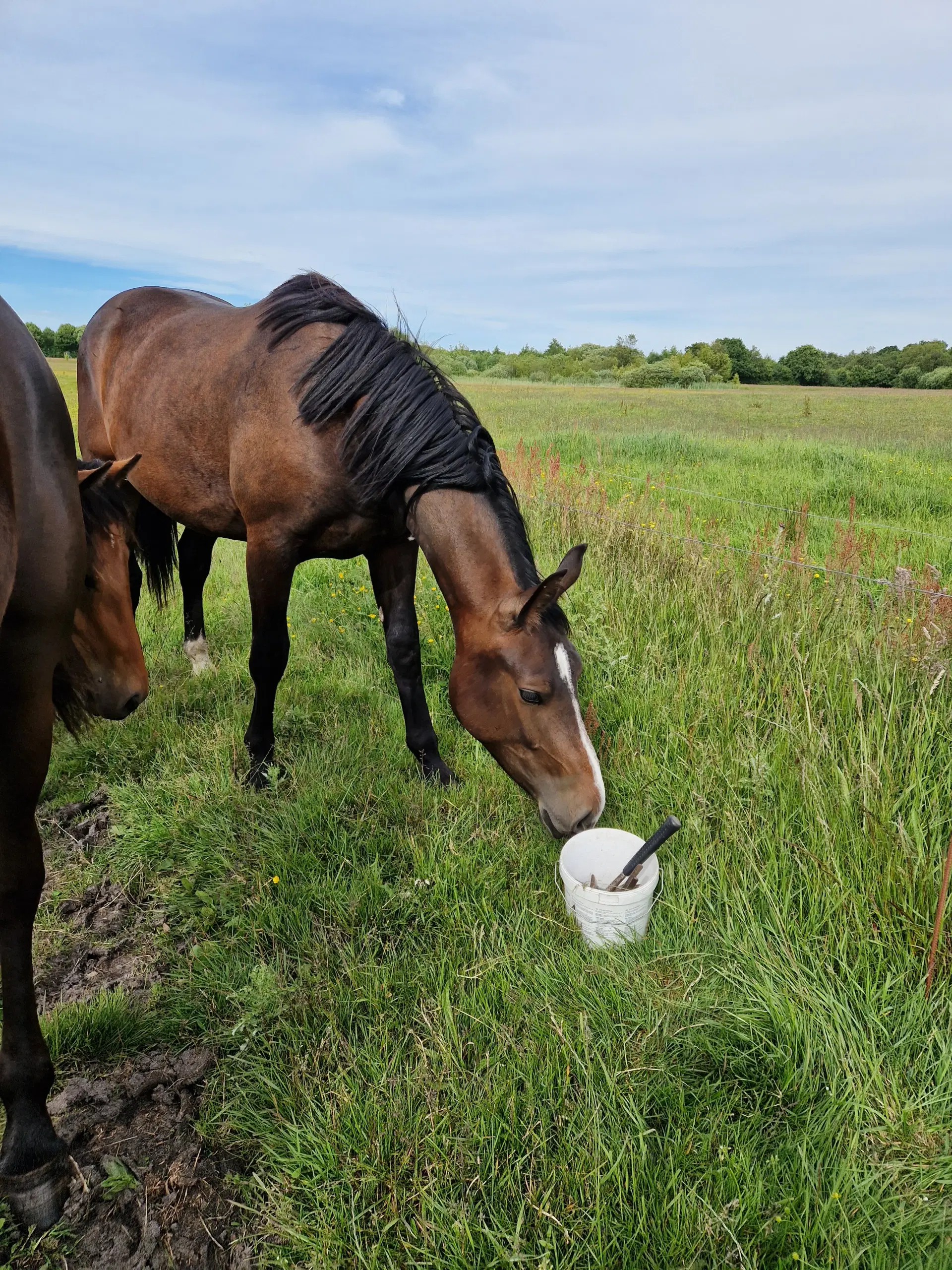 Oldenborg Hoppe efter Canton Anholm