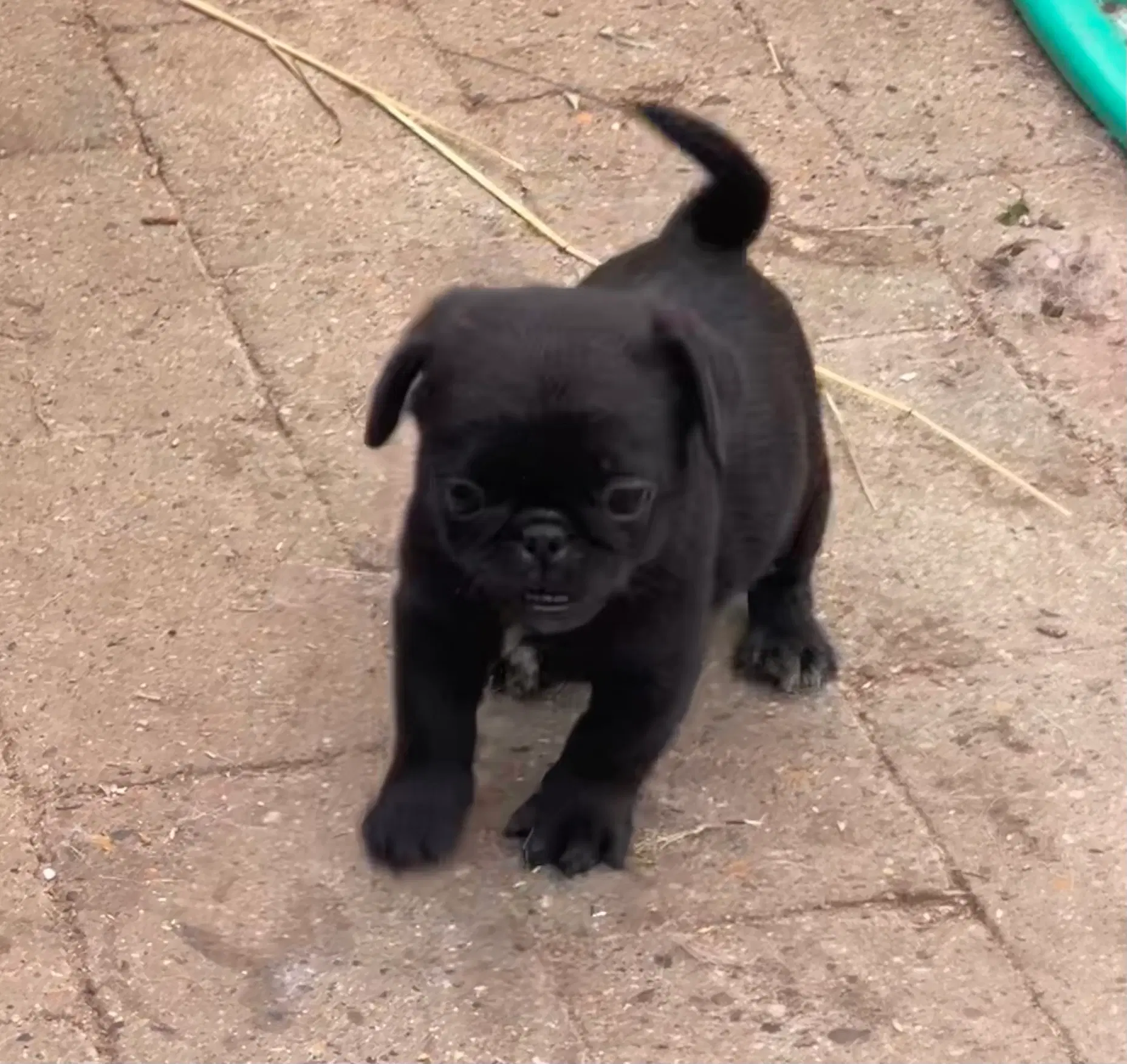 Pekingeser/mops blandingshvalpe