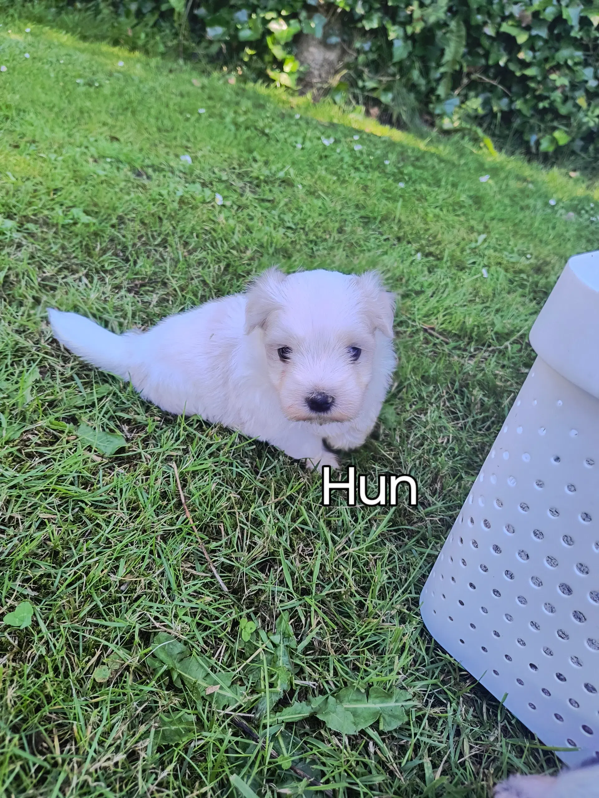 Coton de tulear /malteser hvalpe