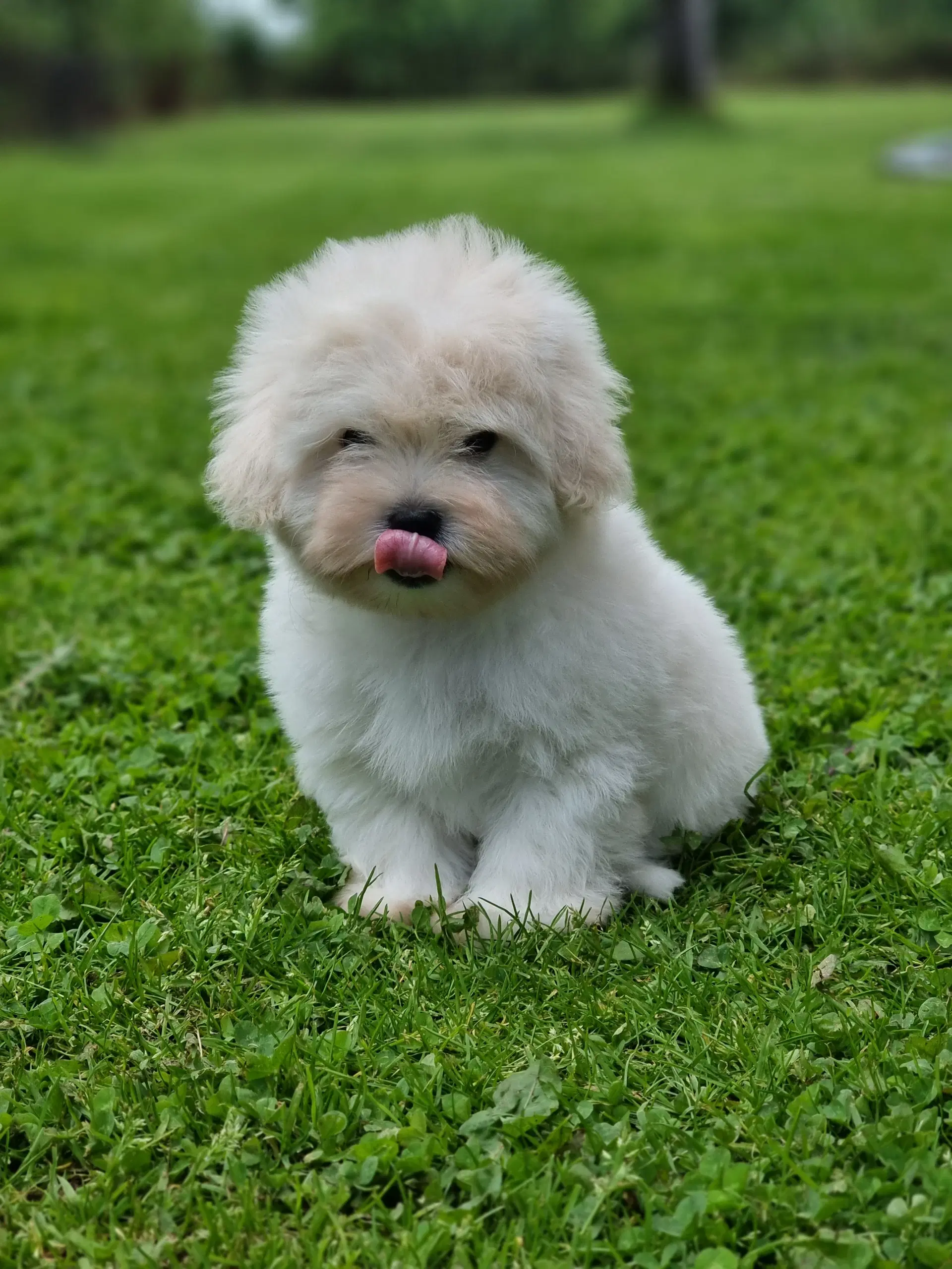 Coton de tulear