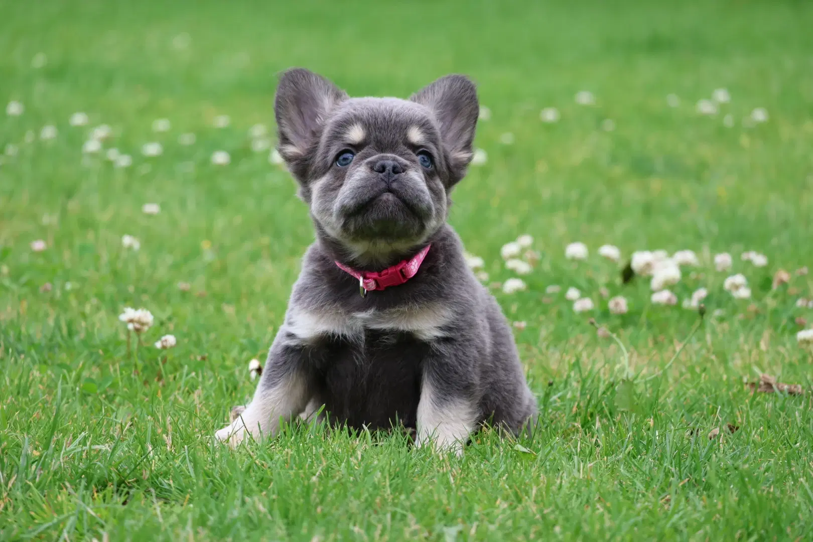 Fransk bulldog hvalpe også fluffy 8 uger 🐾