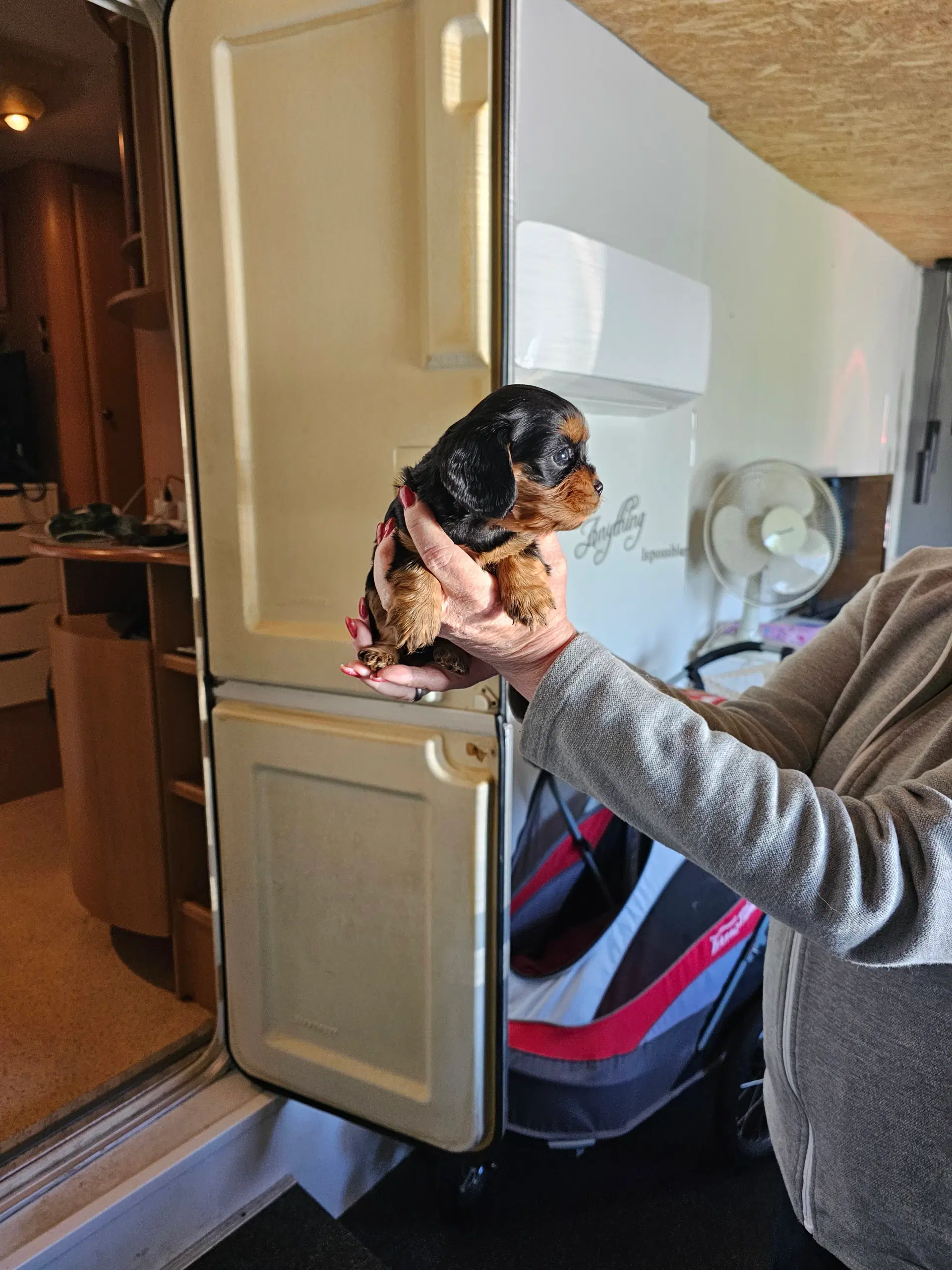 Cavalier King Charls Spaniel hvalpe sælges