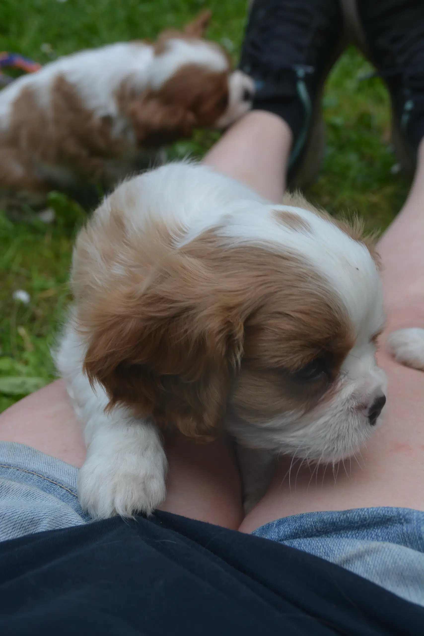 Cavalier King Charles Spaniel