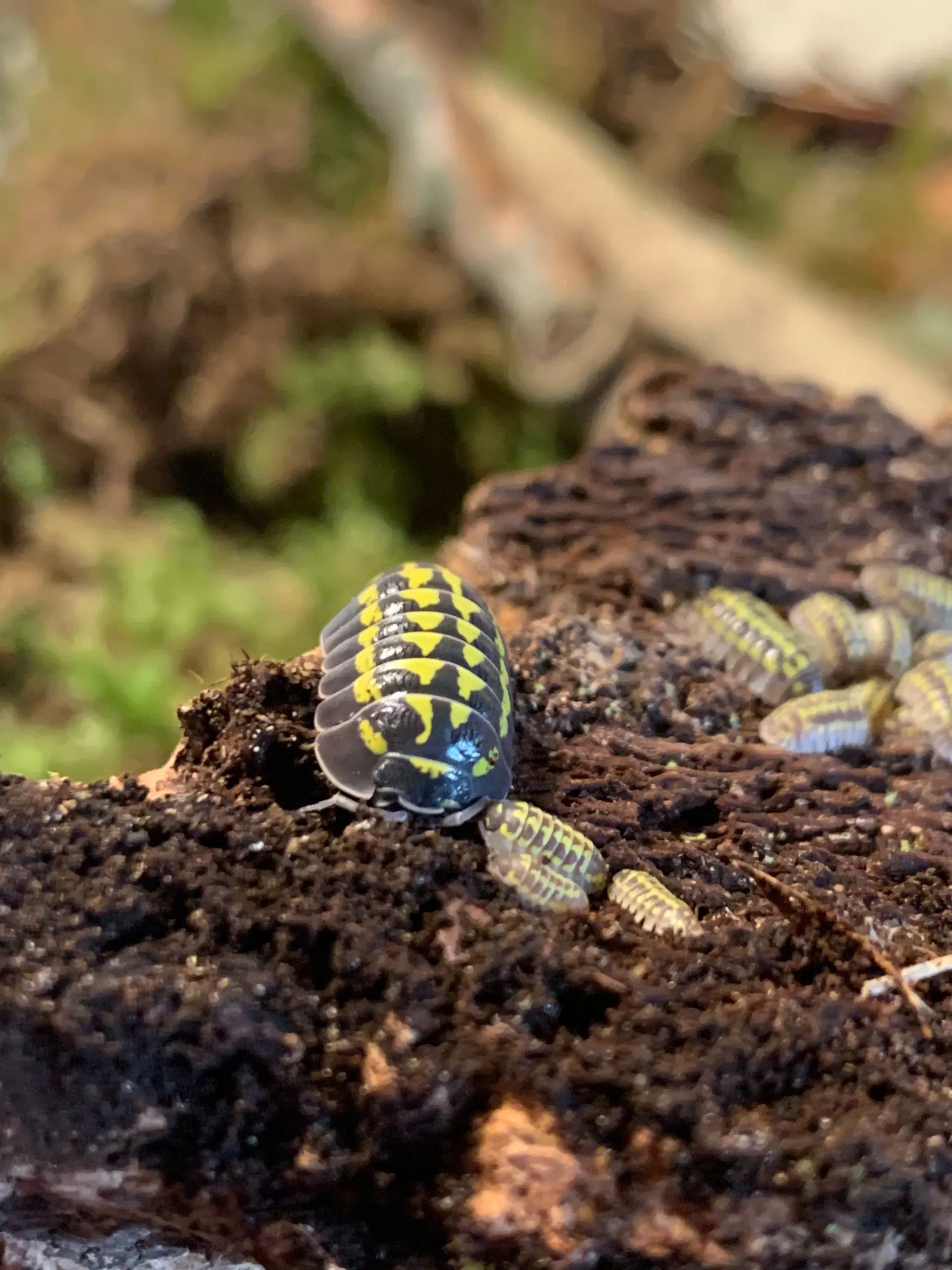 Armadillidium Gestroi sælges