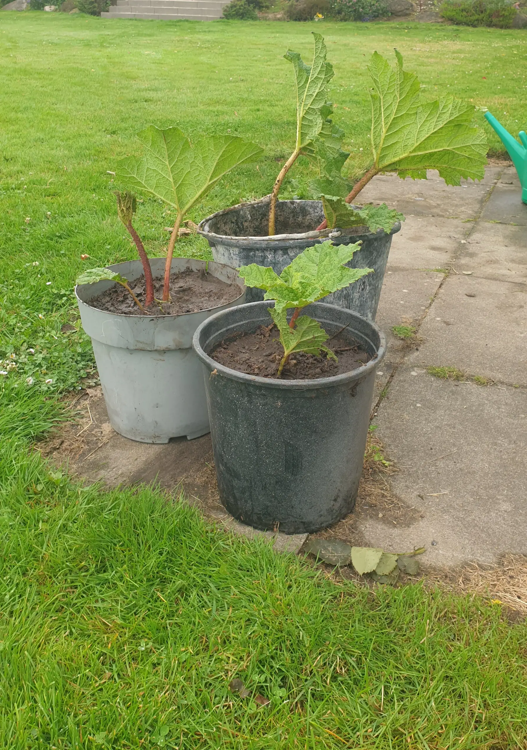 Mammut blad gunnera manicata