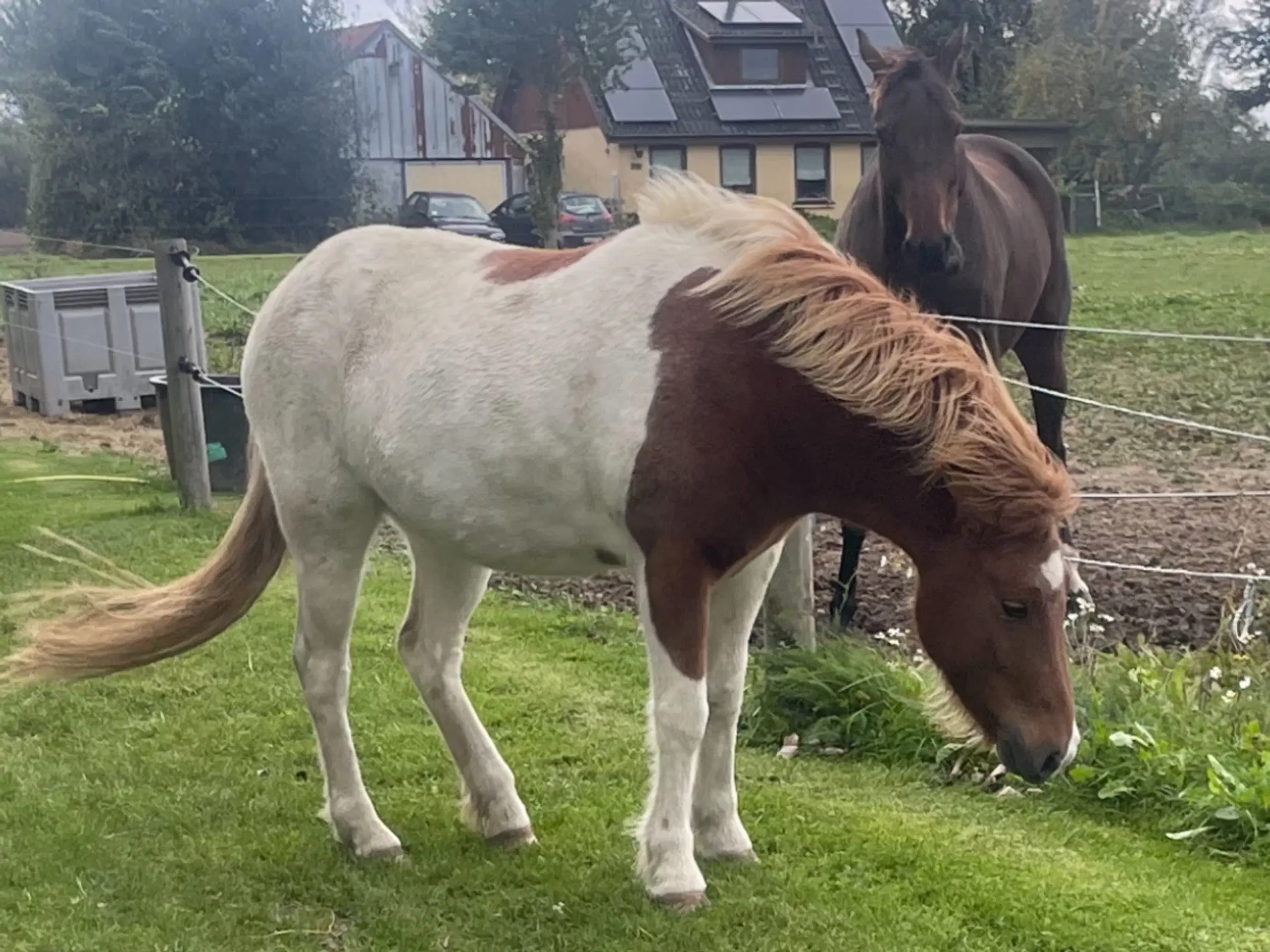 3 års sød og nem vallak