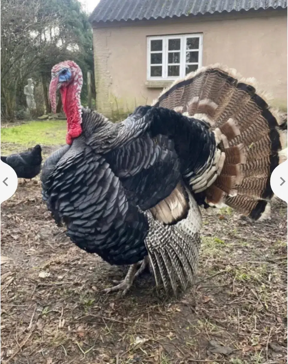 Rugeæg fra Bronzekalkun