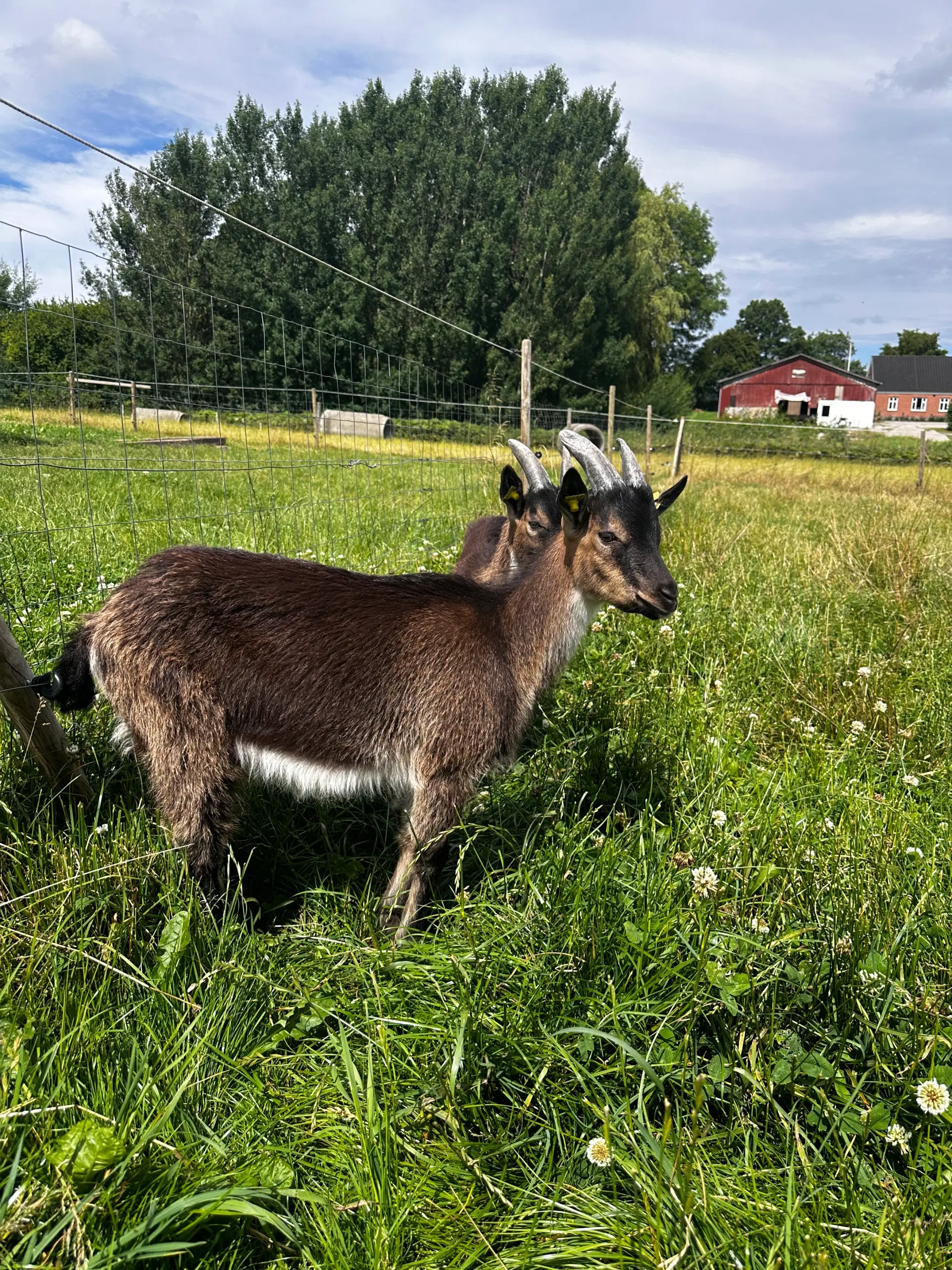 Dansk landrace buk