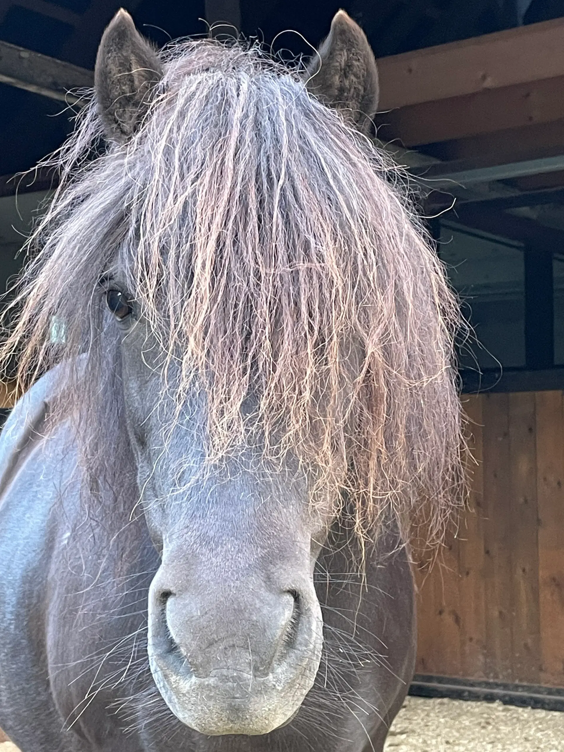 Shetlandspony hoppe 14 år