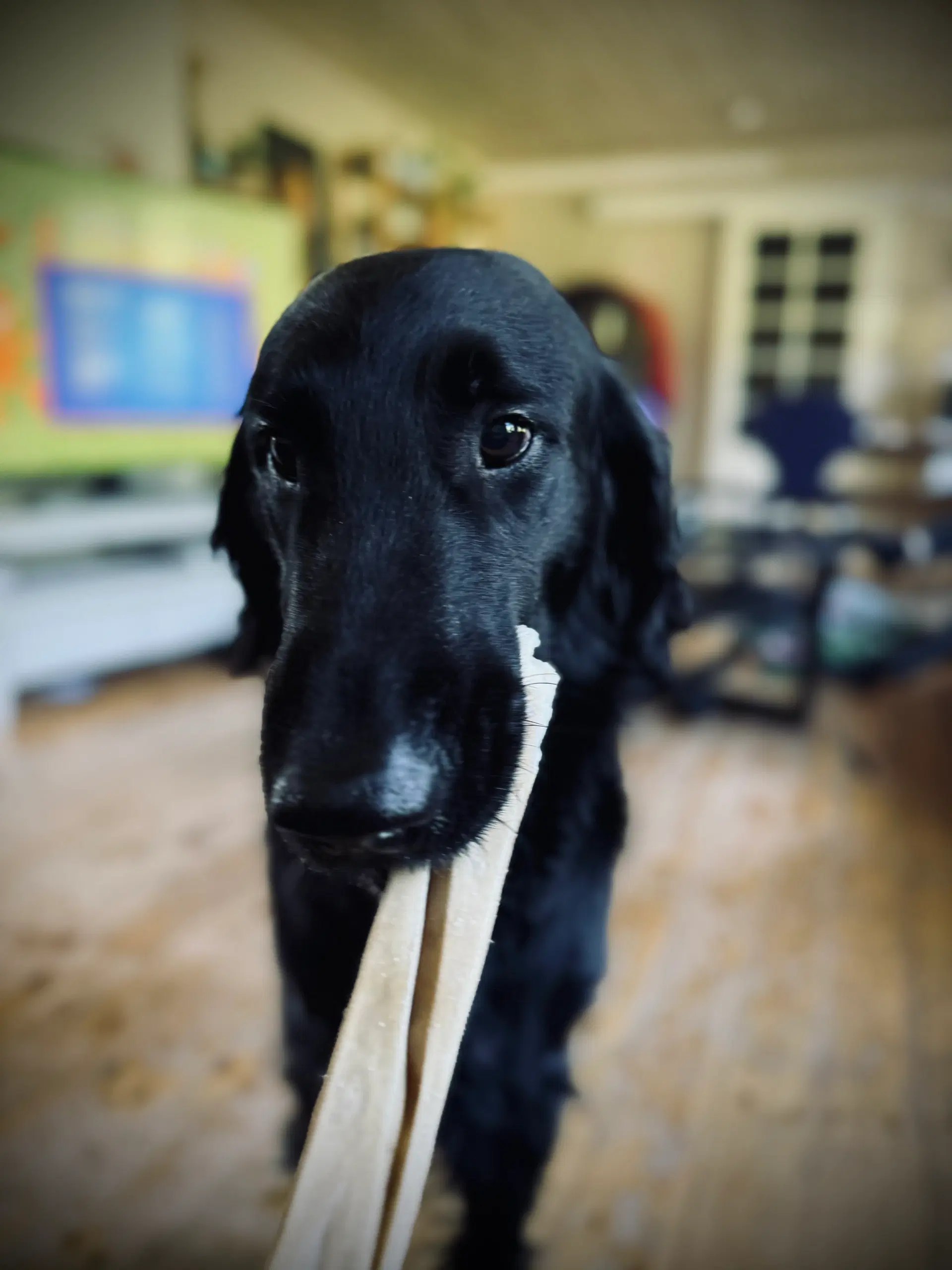 Flatcoated Retriever han