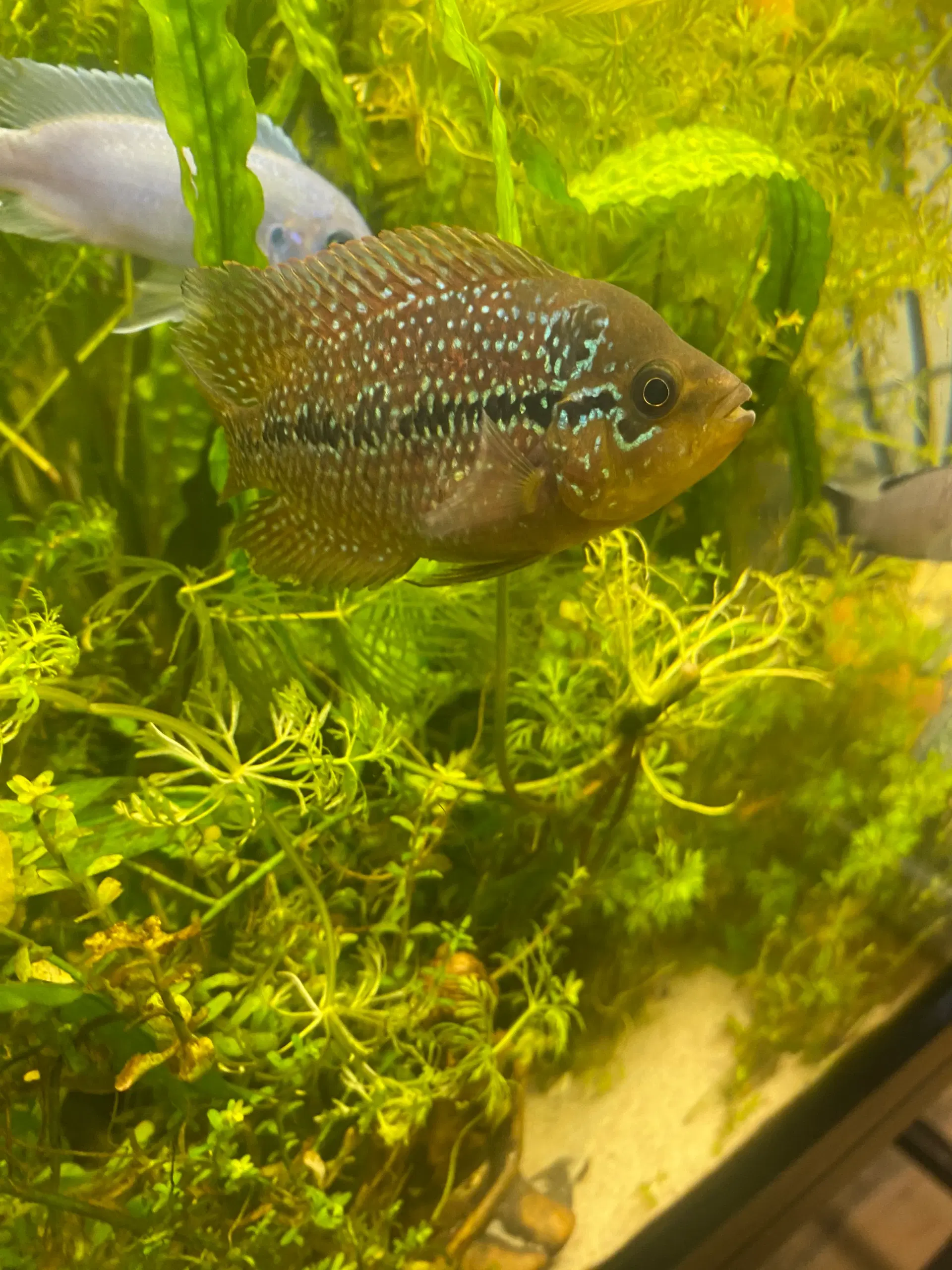 Stor rød papegøje cichlid og flowerhorn