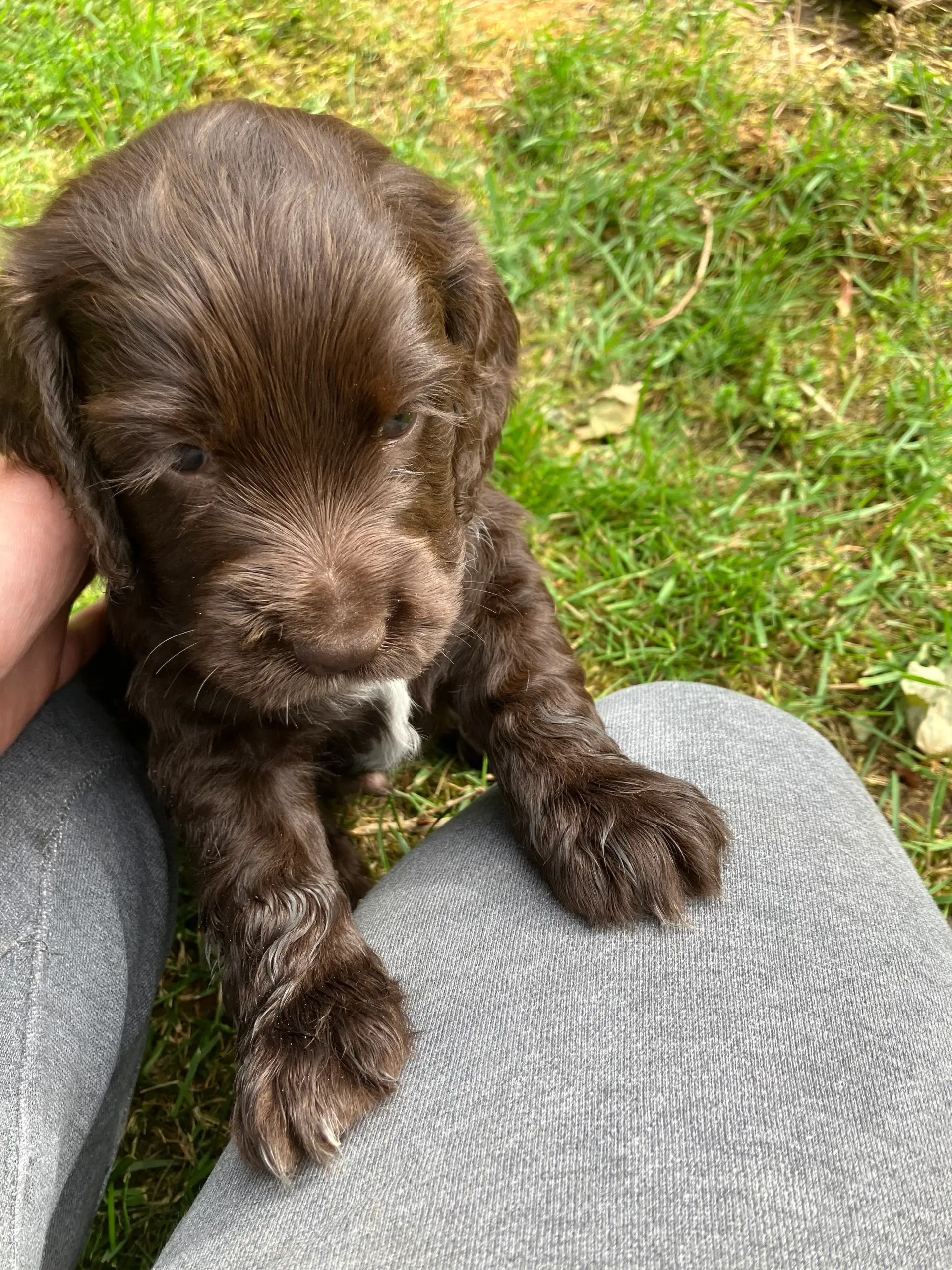 Mini Cocker Spaniel (Cockalier)