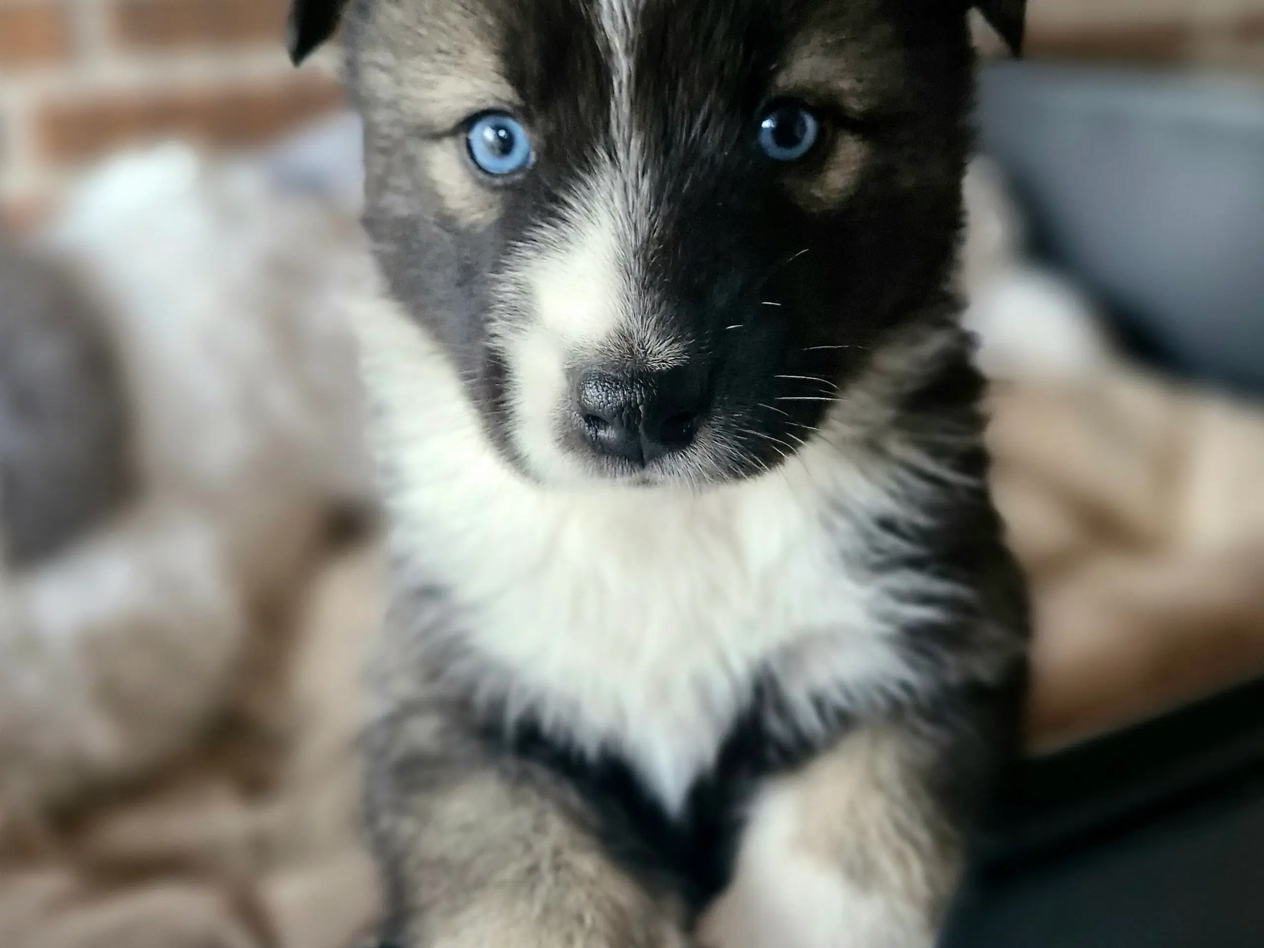 Lækre guldklumper! Halv husky, samojede/malamute