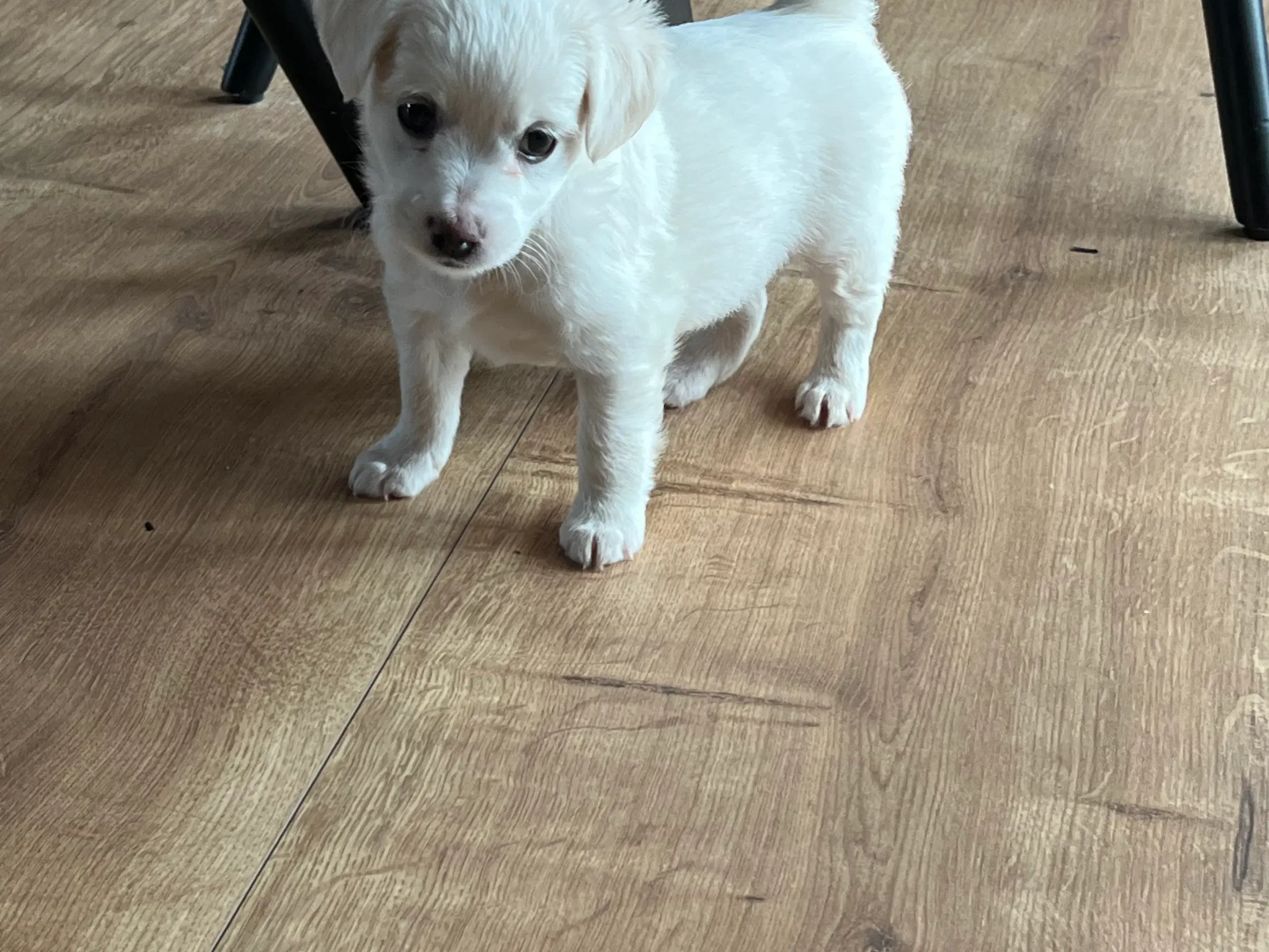 Malteser/Bichon hvalpe