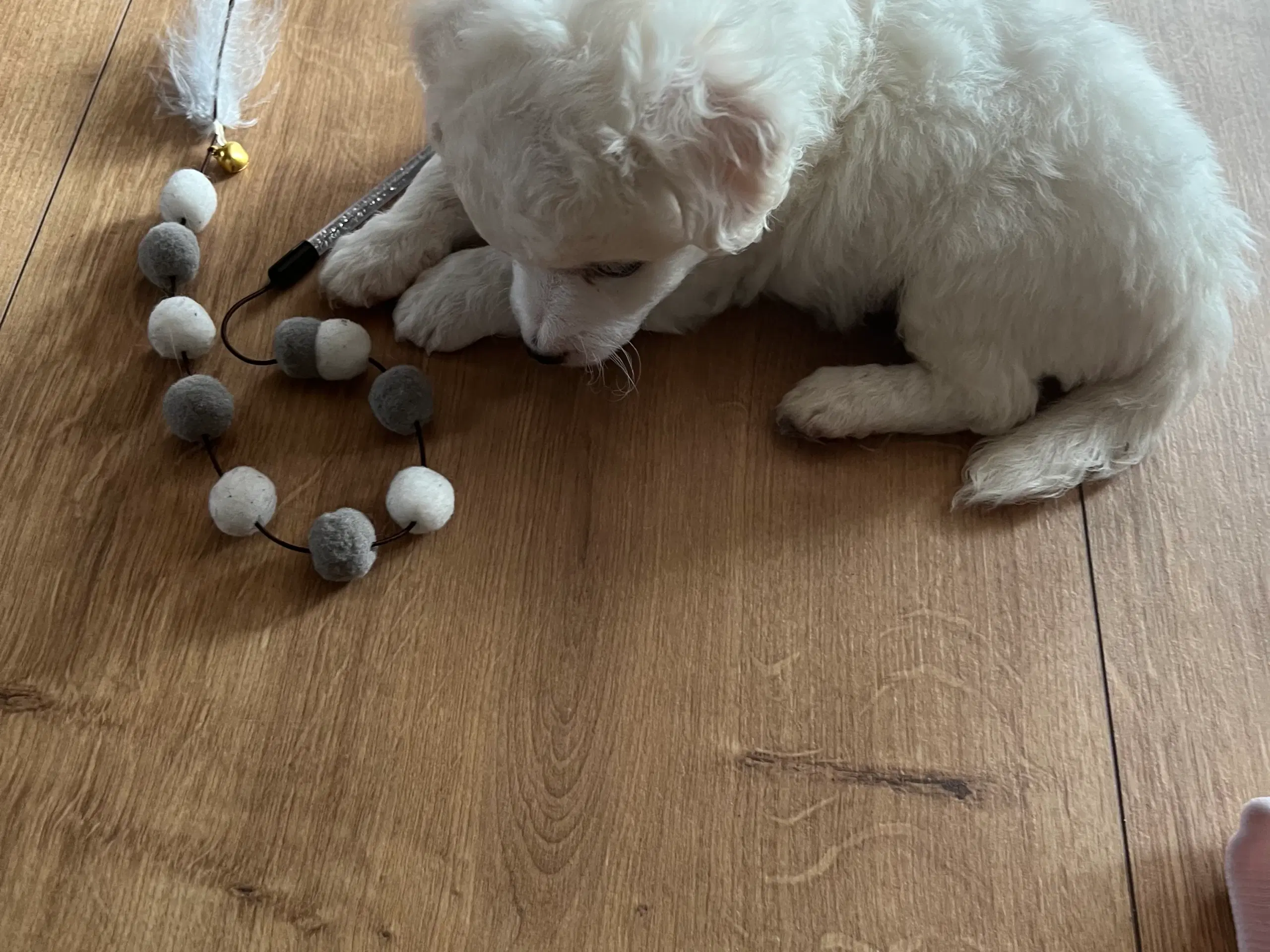 Malteser/Bichon hvalpe