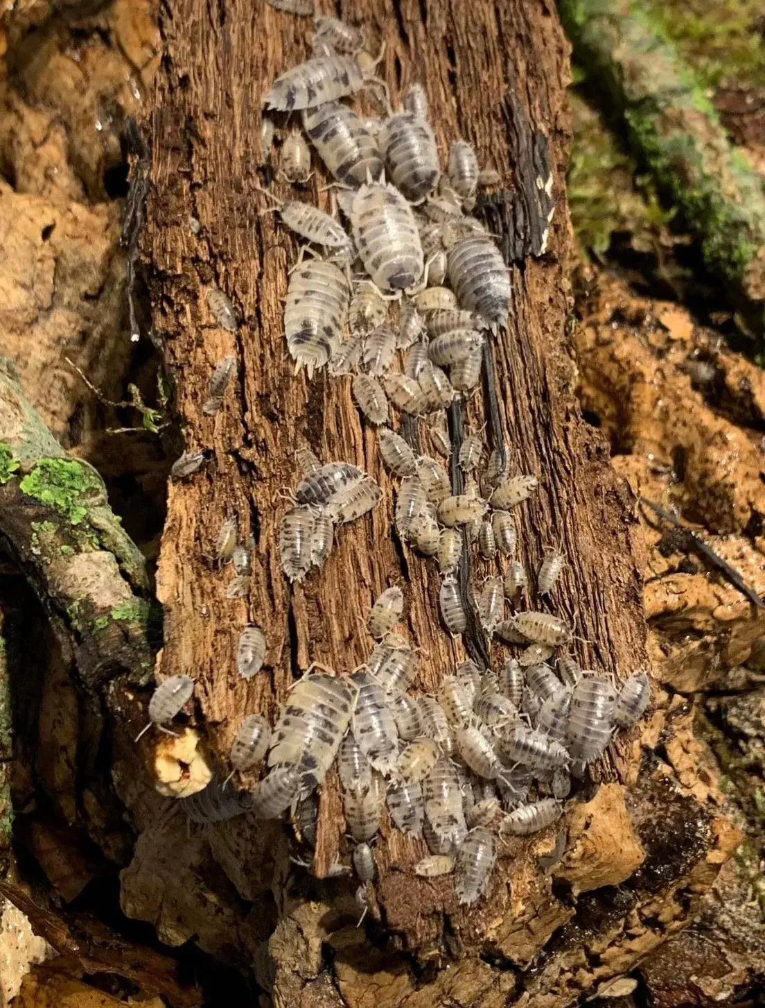 Porcellio Laevis Dairy Cow sælges