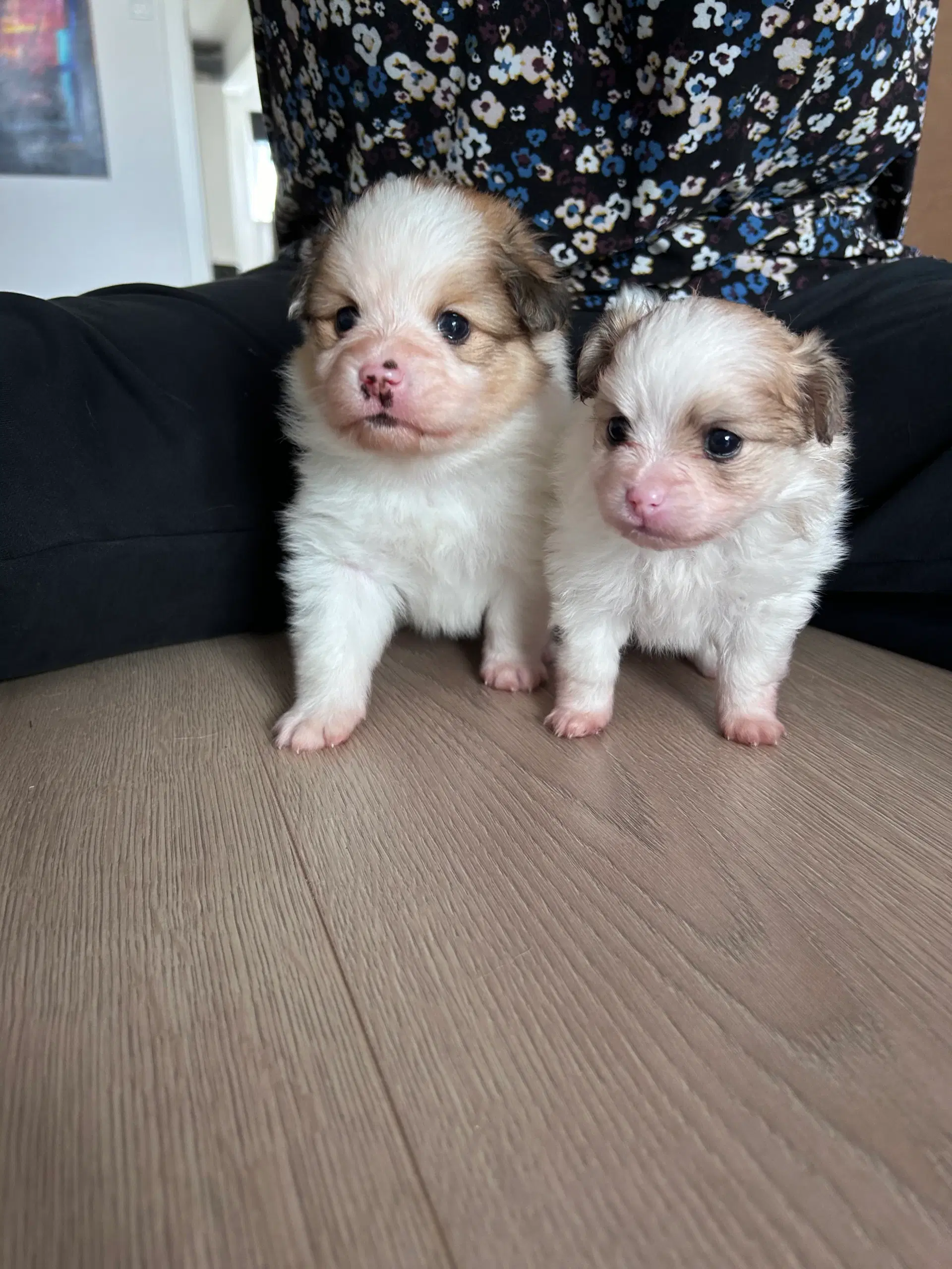 Papillon/pomeranian hvalpe søger ny familie